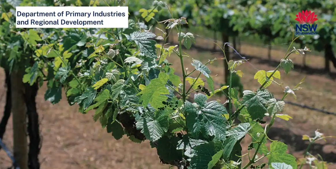 NSW DPIRD Viti Field Day - Regional Programs 2025 - Griffith