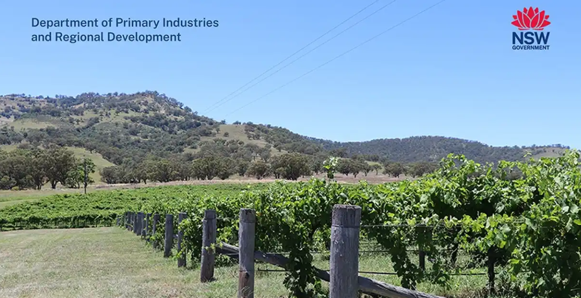 NSW DPIRD Viti Field Day - Regional Programs 2025 - Hunter Valley