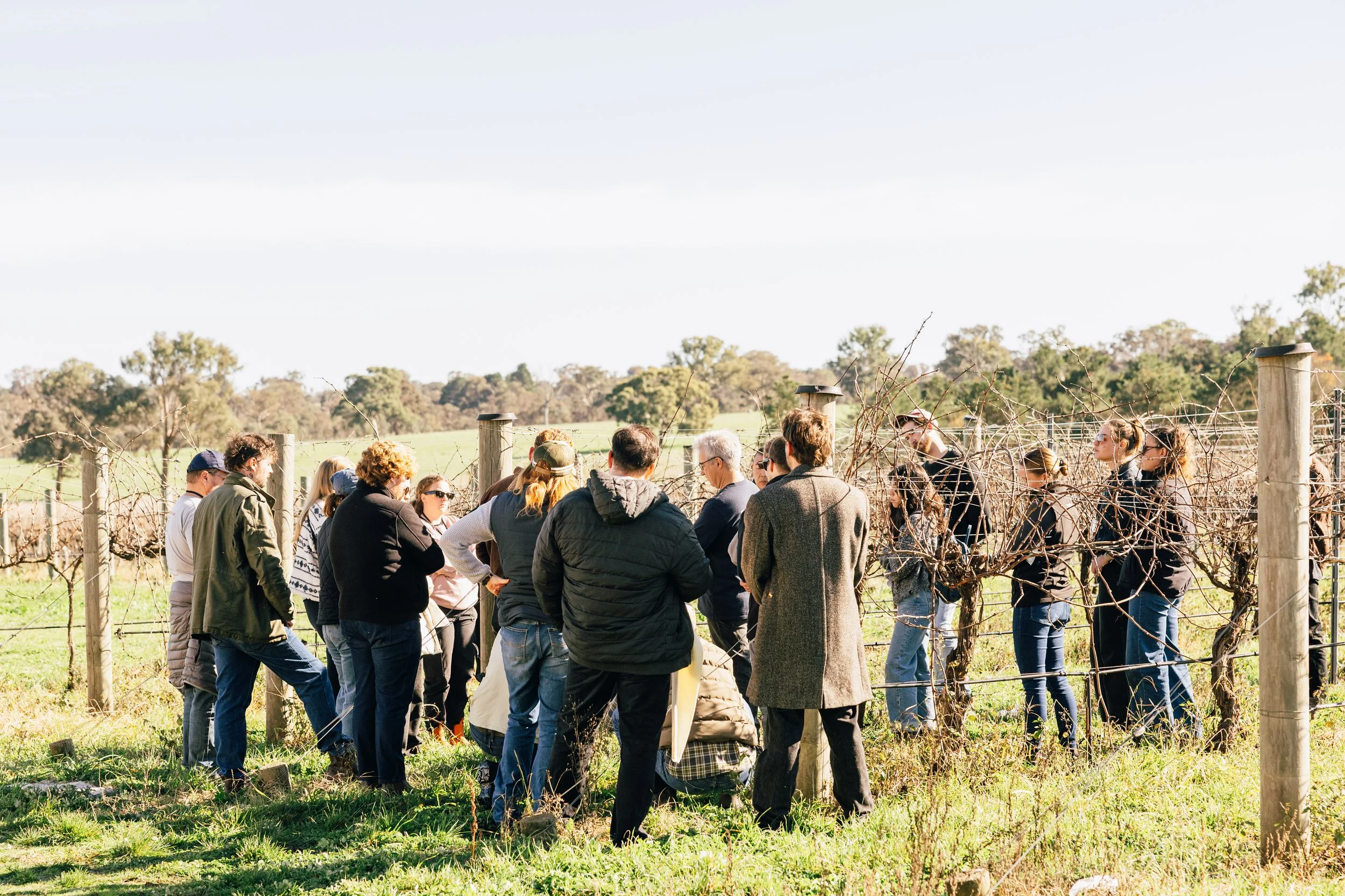 Diploma of Viticulture at TAFE NSW