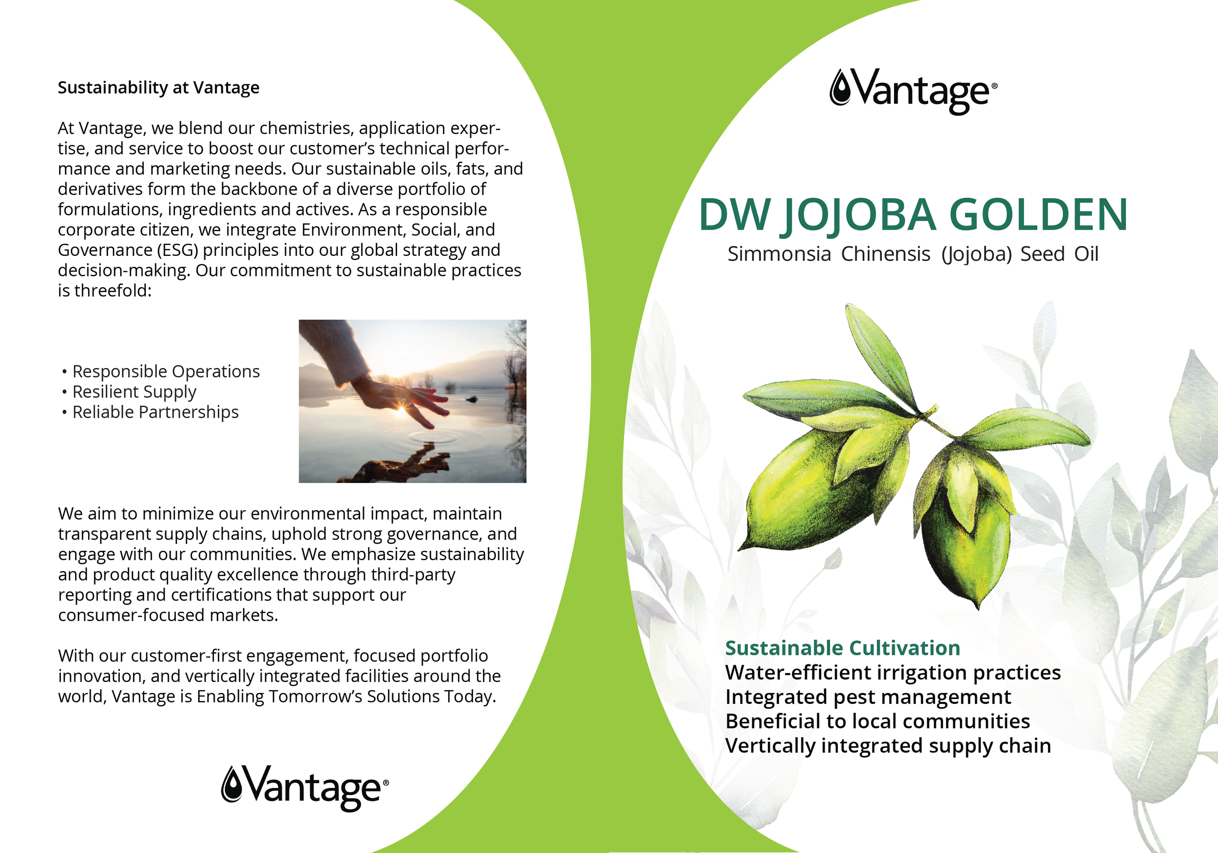 DW-jojoba-Golden5.png