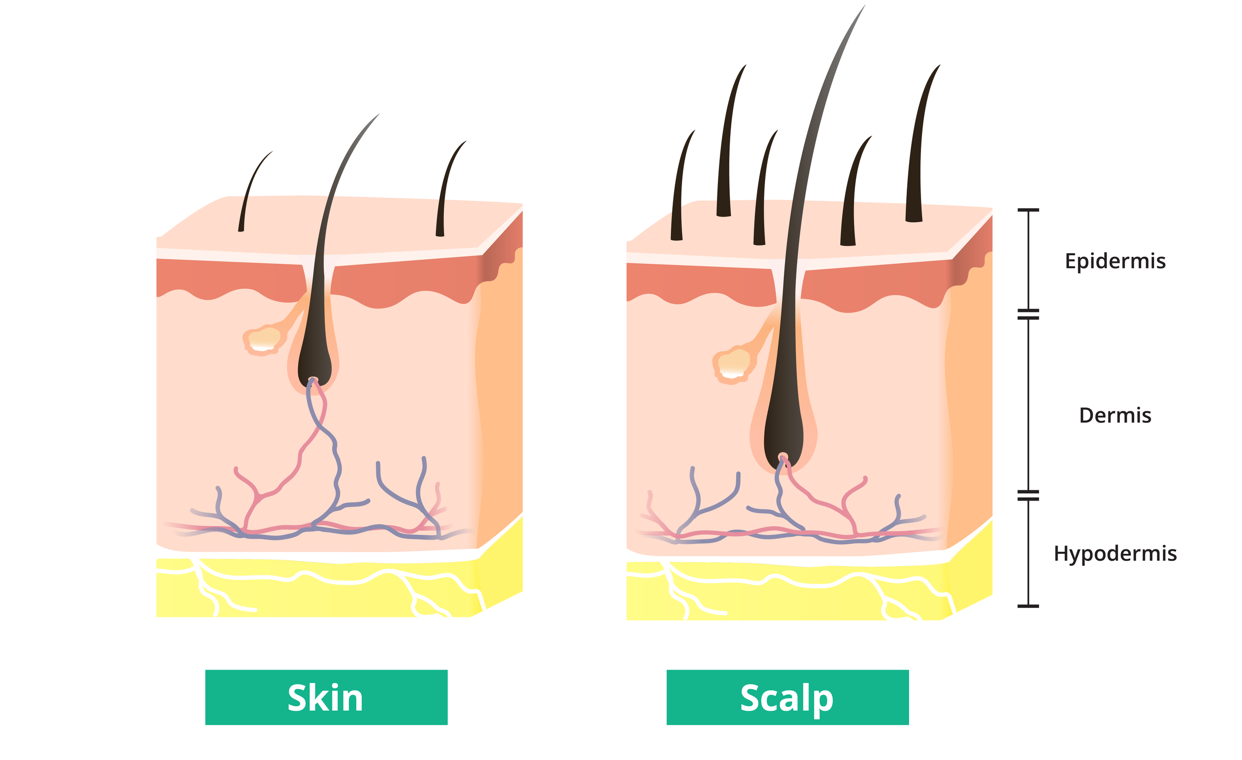 scalp_images_(skin&scalp).png