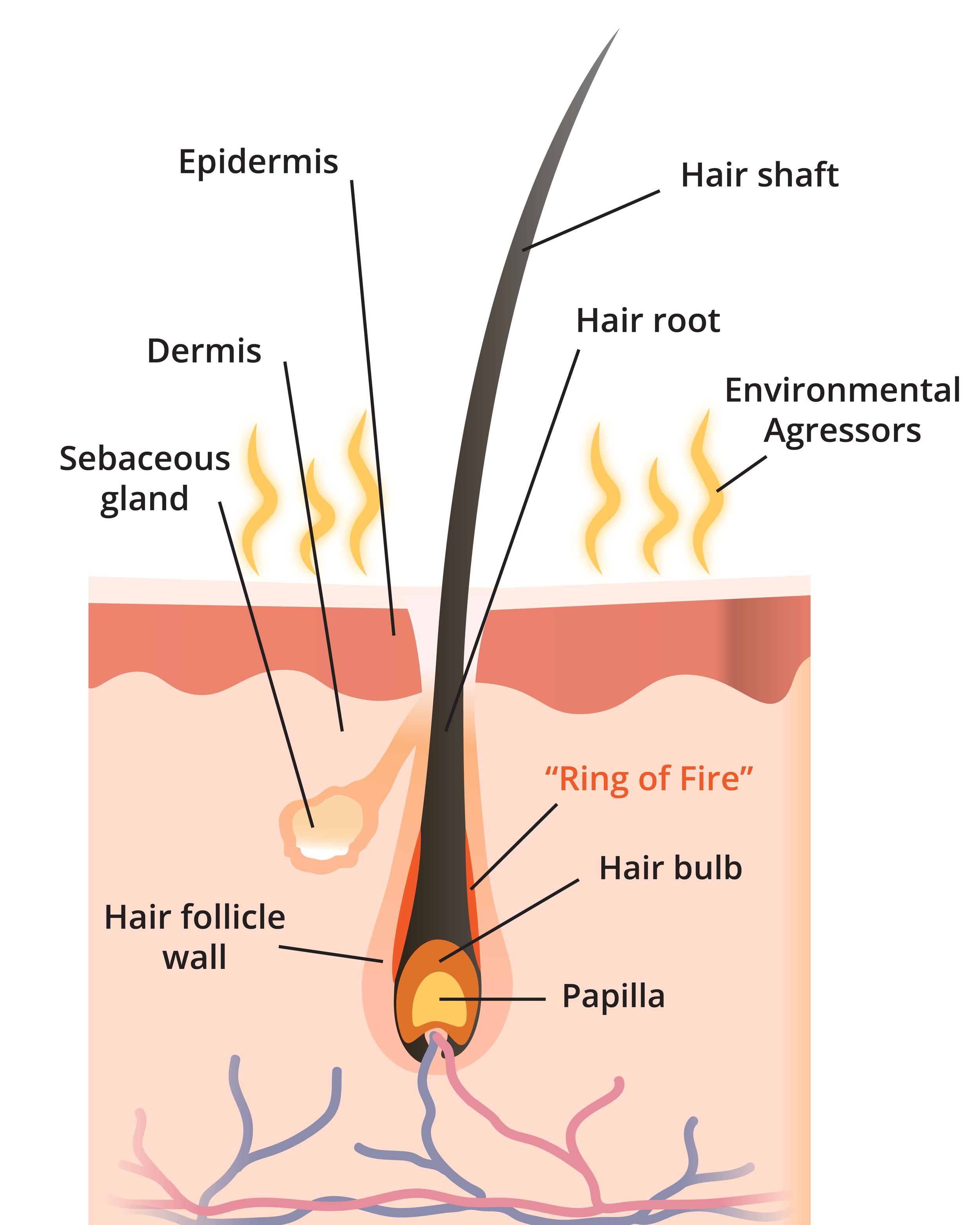 scalp_images_ringoffire.png