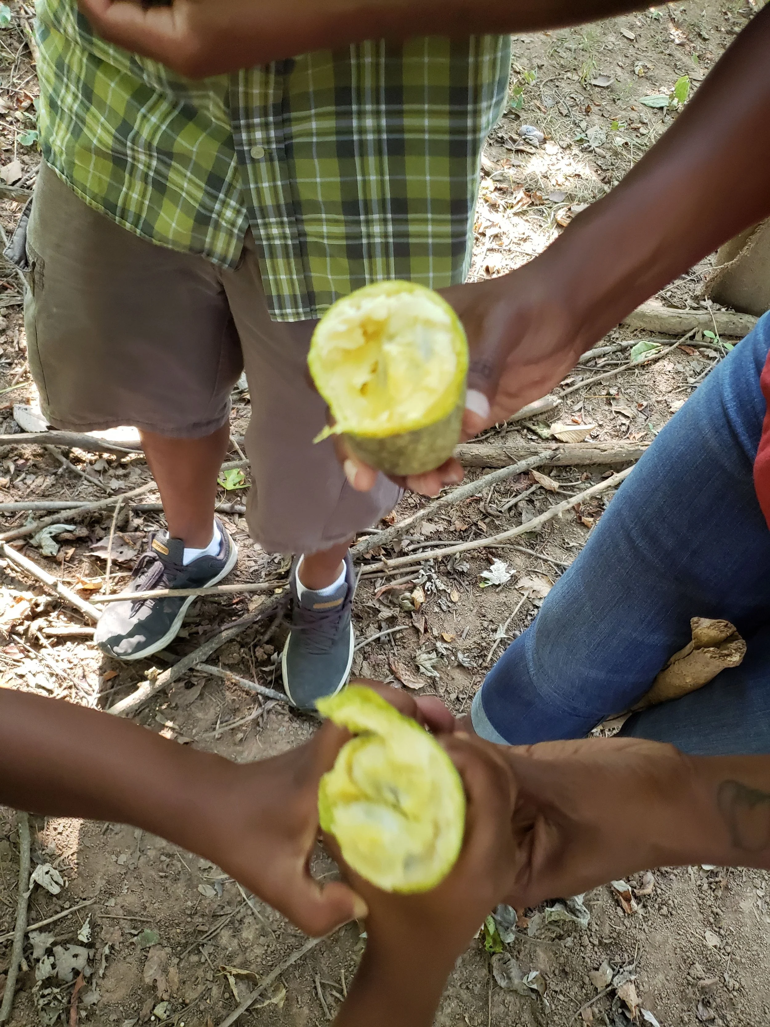 The Family Paw Paw Hunt: a New Tradition Based on an Old Fruit
