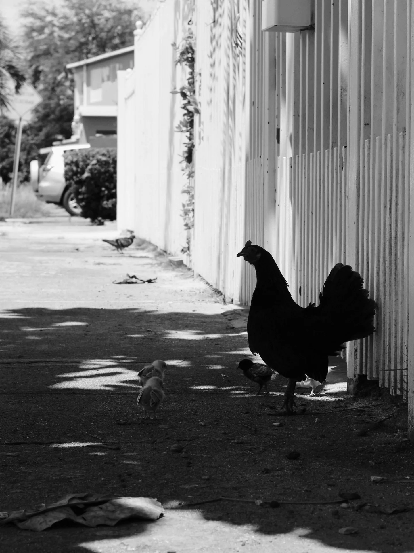 E.I.L
-
-
-
-
#puertorico
#sanjuan
#blackandwhite
#photographer 
#photography