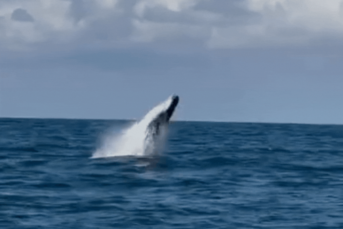 HIDE KLAVIYO COVER(1).gif