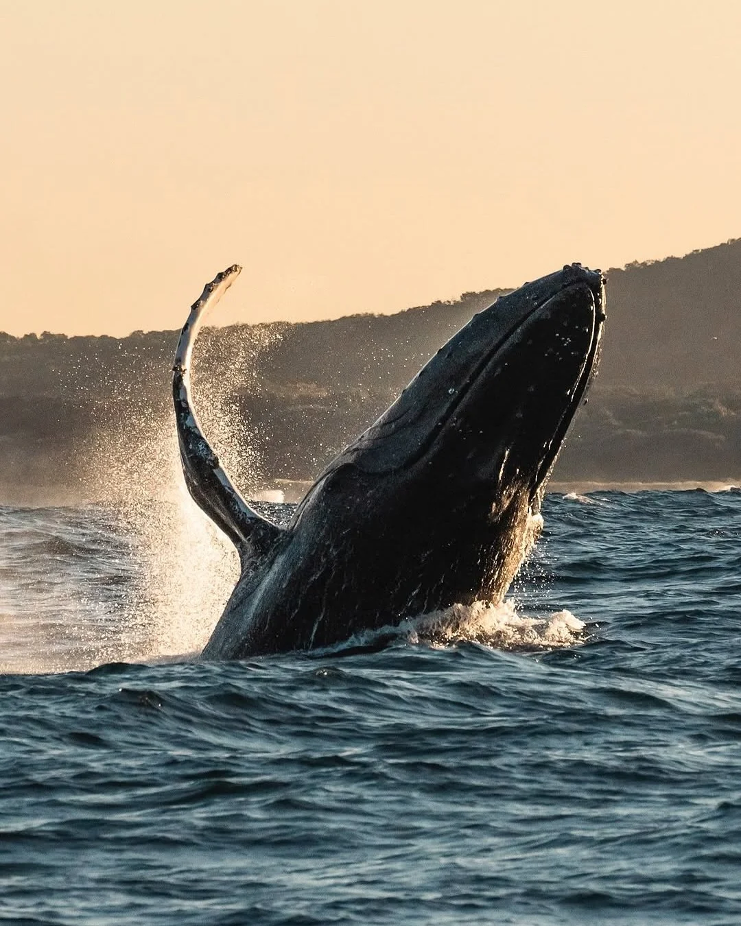 Stay this winter and receive 20% off whale watching tours with @outoftheblueadventures.

See humpback whales breaching and cruising close to shore as they make their annual journey along the coast.

After a morning on the water, come back and relax i