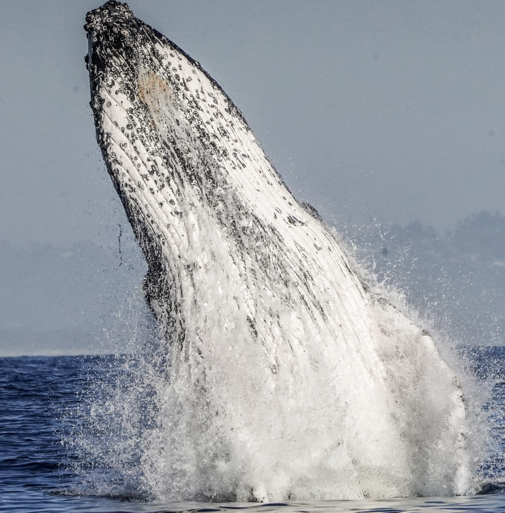 A Whale Watching Guide: Where and When to Spot Them from Byron