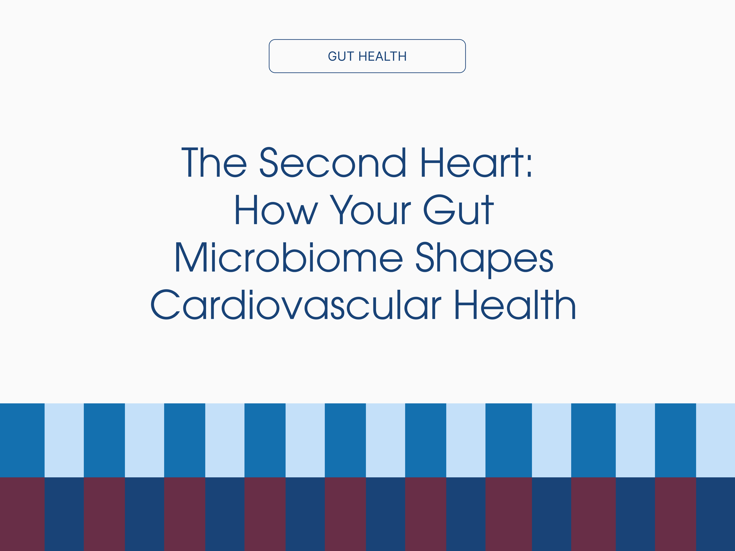 The Second Heart: How Your Gut Microbiome Shapes Cardiovascular Health