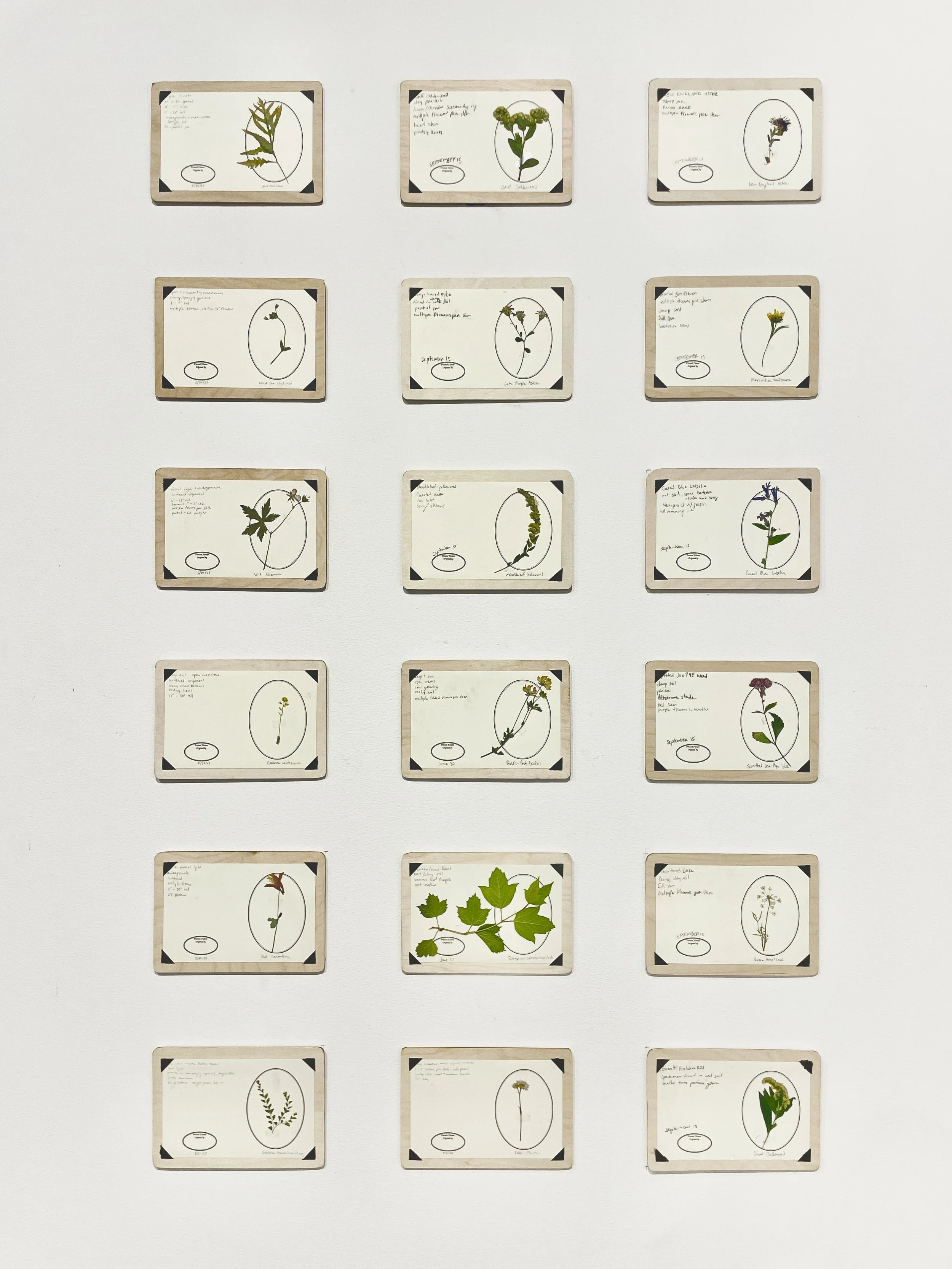 Eckert-5-Offering-pressed flowers on board-27”x36”-2025.JPG