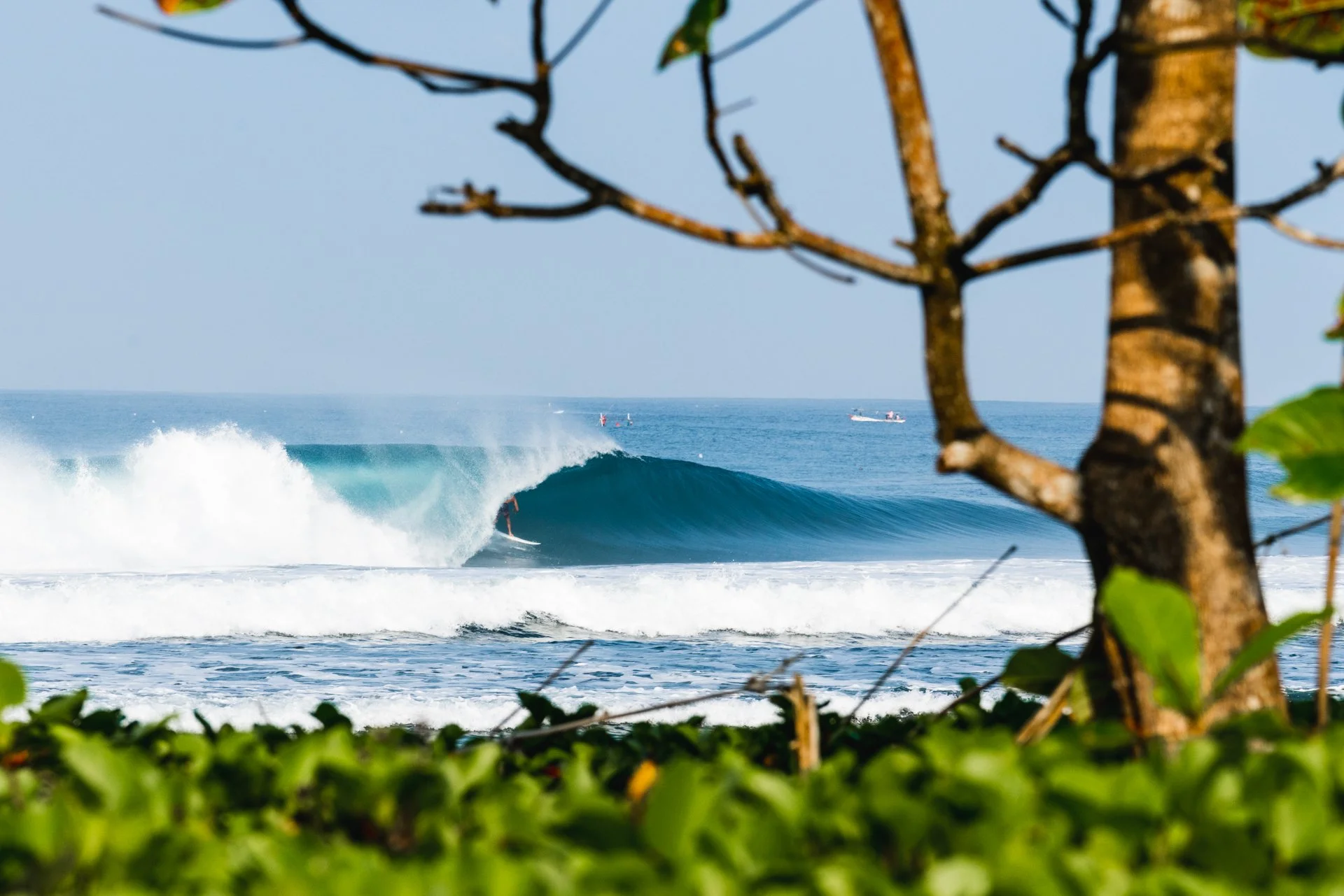Ocean waves with surfers, viewed through tree branches and leaves.