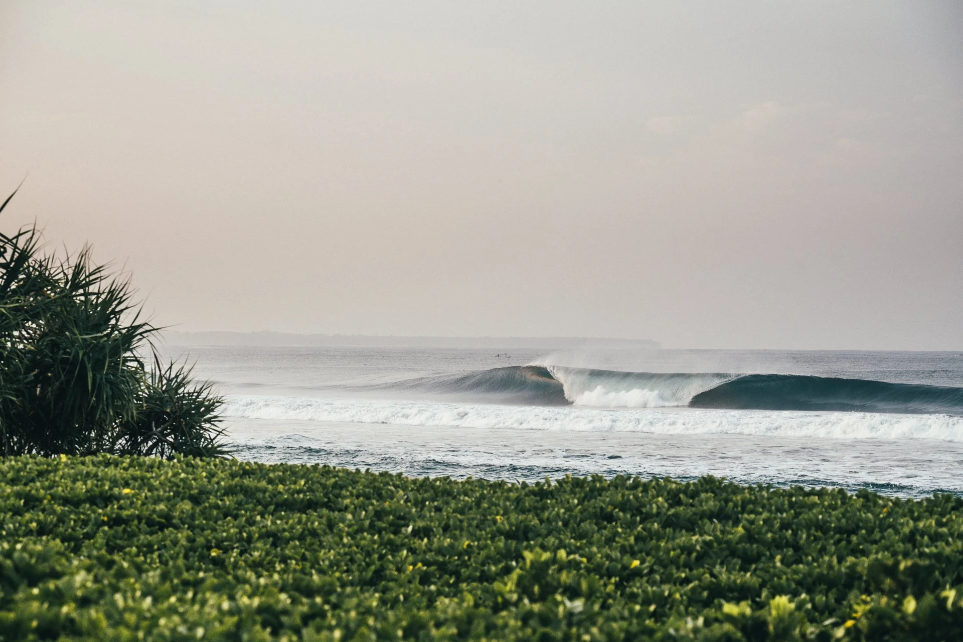 A coastal scene with lush green bushes in the foreground, palm trees on the left, and large ocean waves rolling towards the shore under a light gray sky.