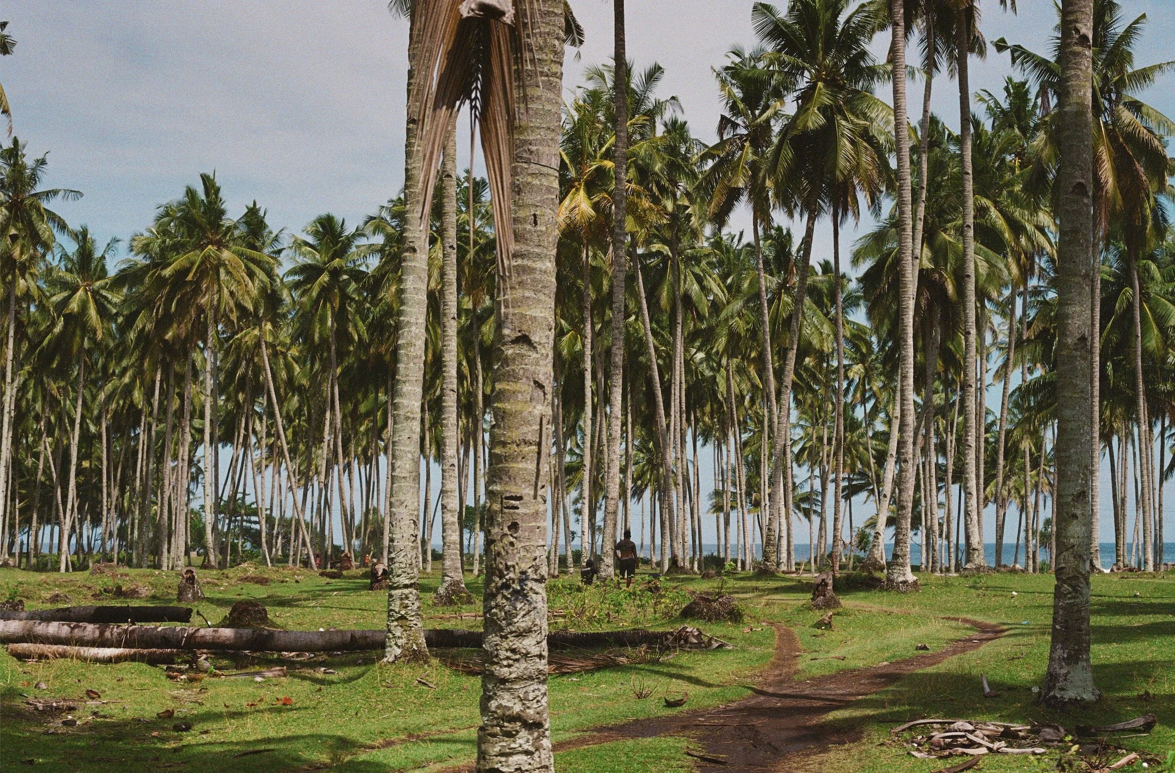 A tropical landscape with numerous tall palm trees, some with brown and green fronds, against a blue sky with some clouds. There are people and dogs visible near the trees, and a dirt path running through the grass.