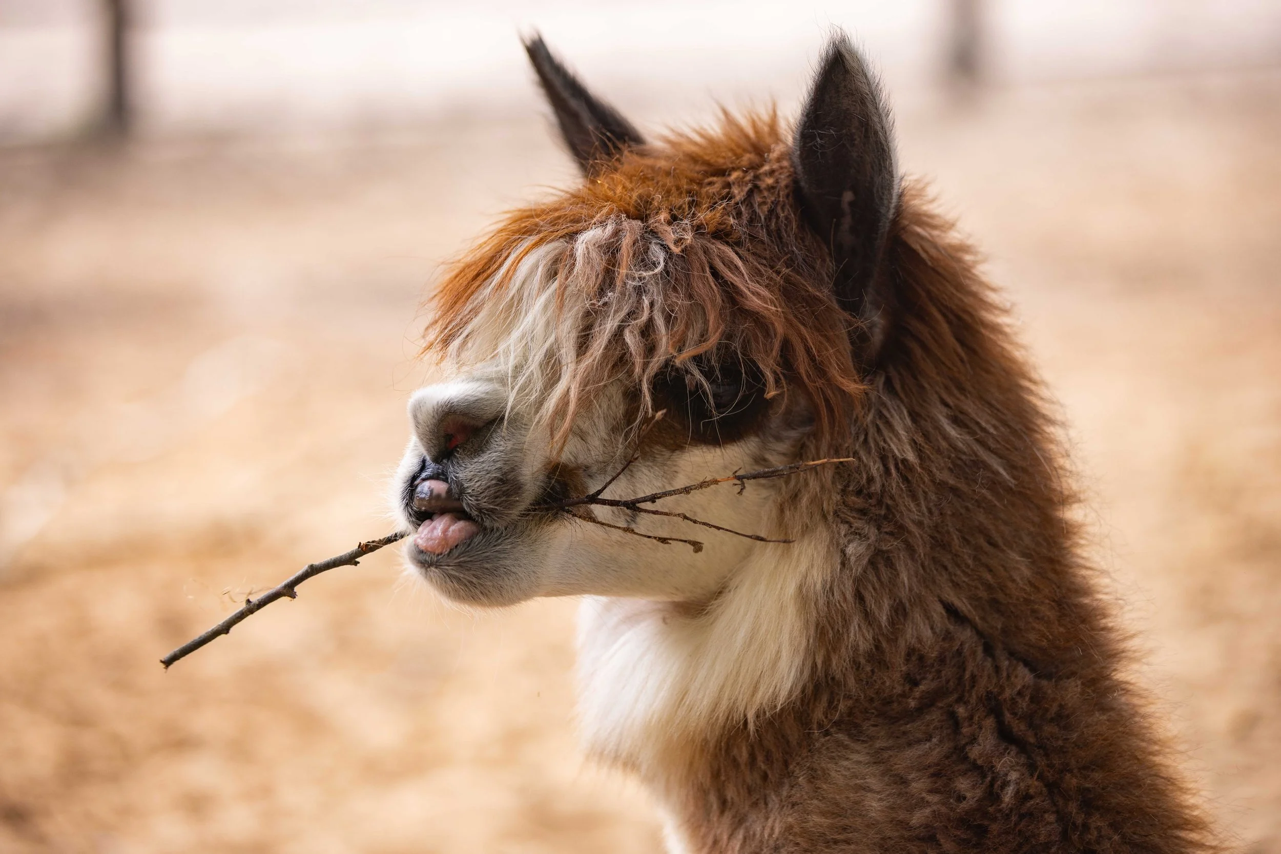 2025_09_04_Tierpark_Fröhen_ELITE-06.jpg
