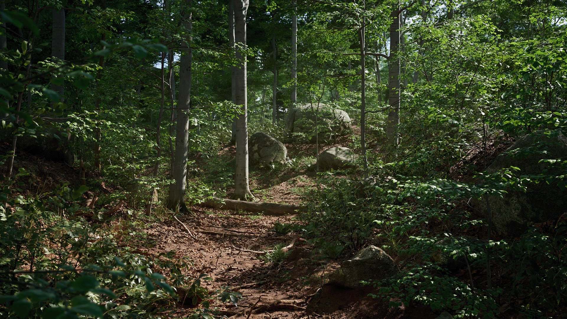 Beech Trees Set 2.jpg