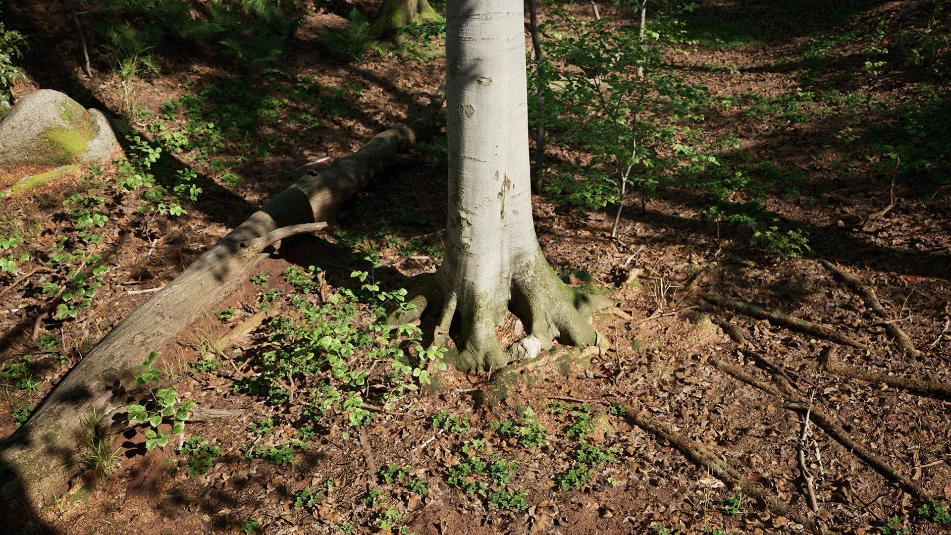 Beech Trees Set 5.jpg