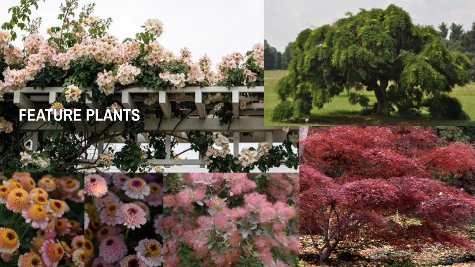 feature plant palette