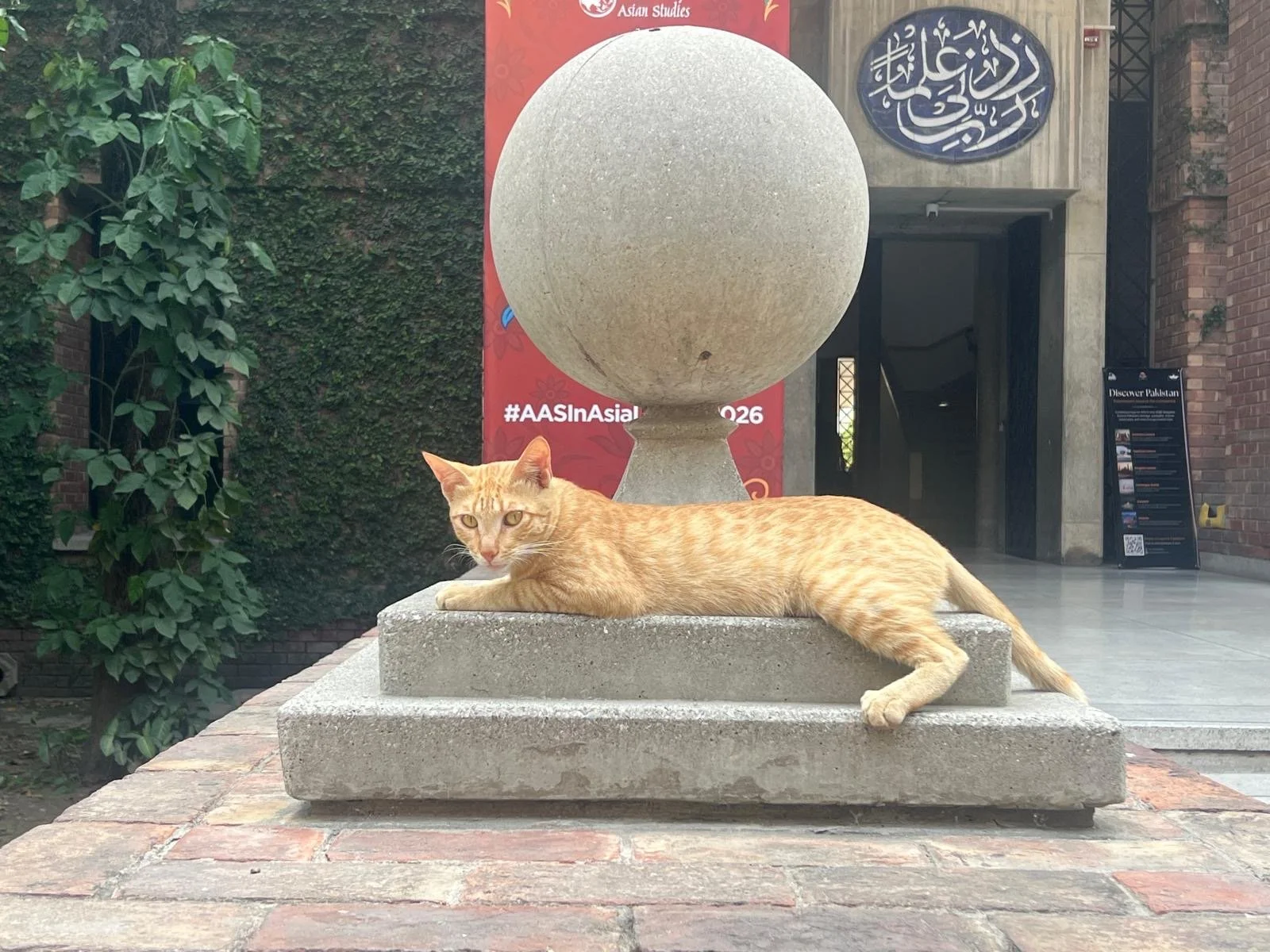 3 LUMS AAS cat 1.JPG