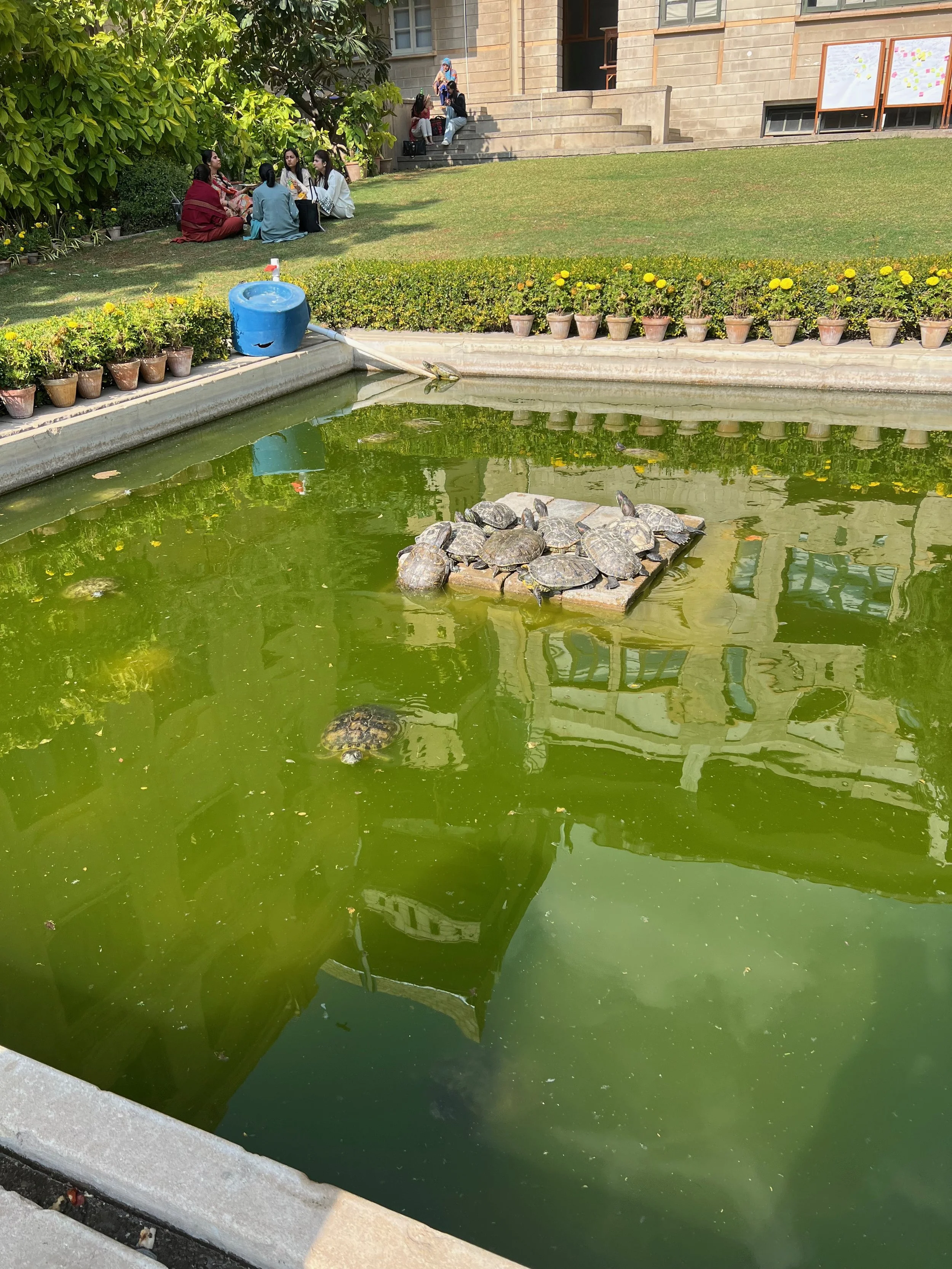 Indus Valley School of Art and Architecture plays host to turtles.