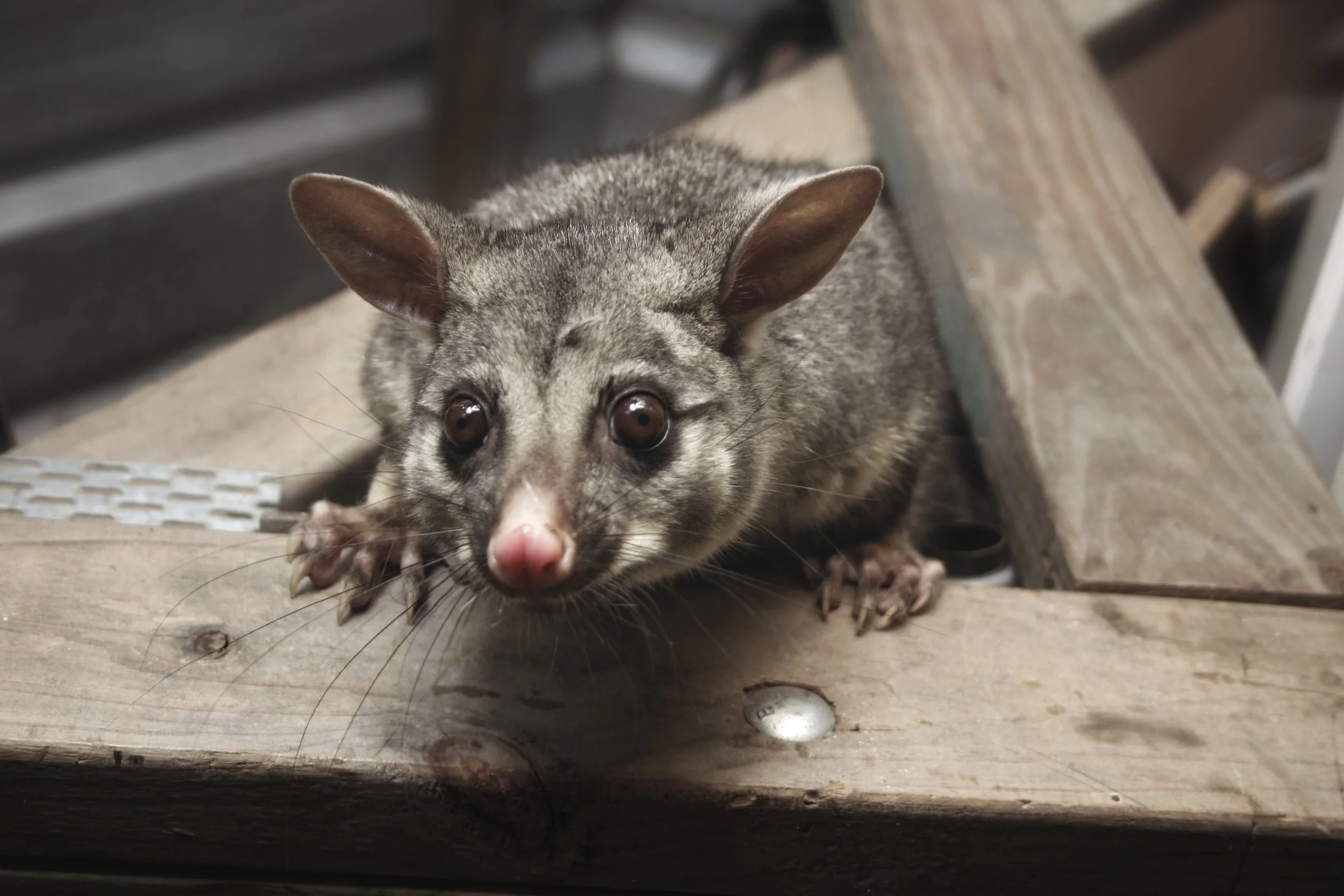 Who is responsible for removing pests from our roof cavity?