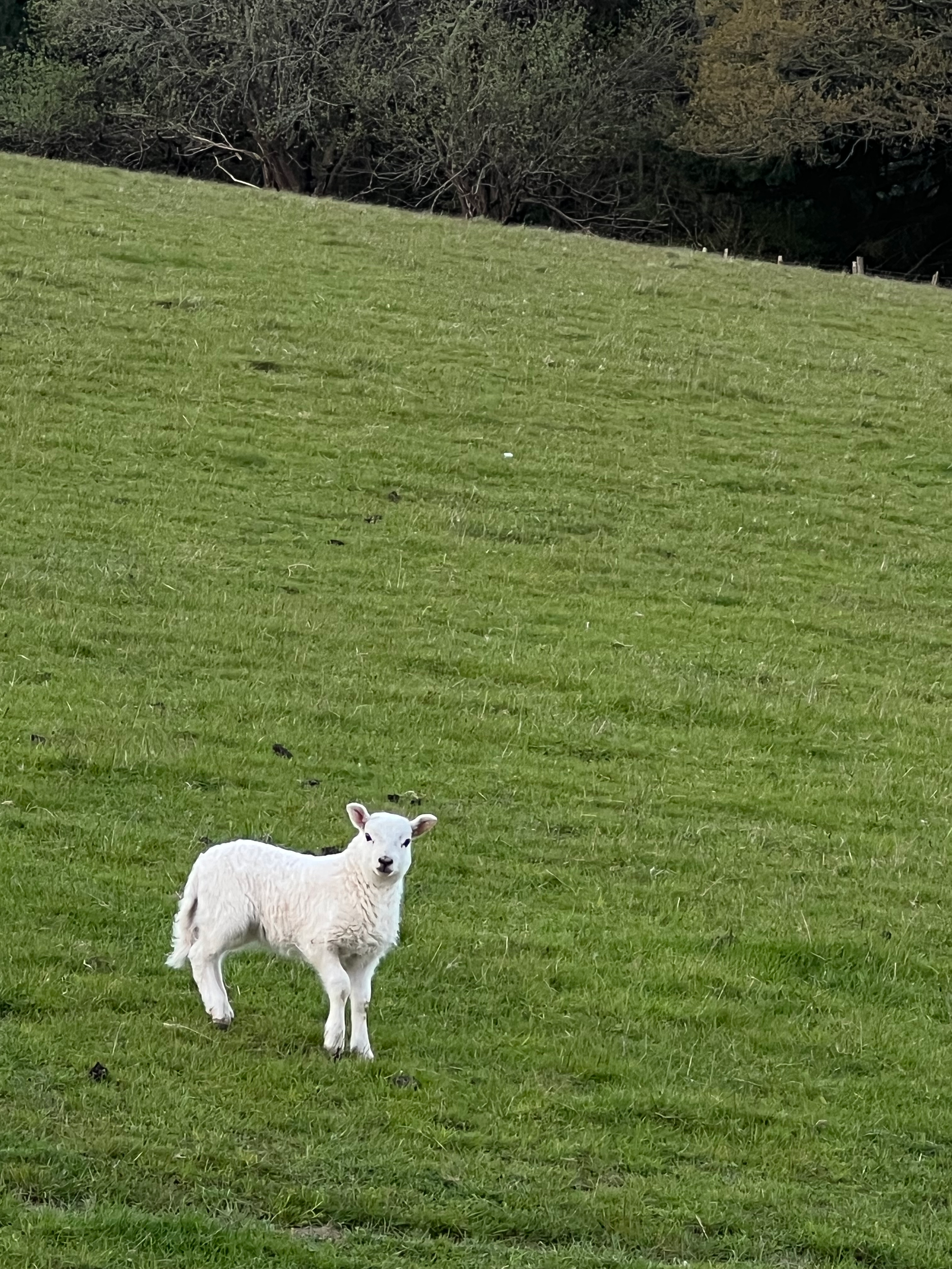 A young white lamb standing on green grass in a field with a backdrop of trees.