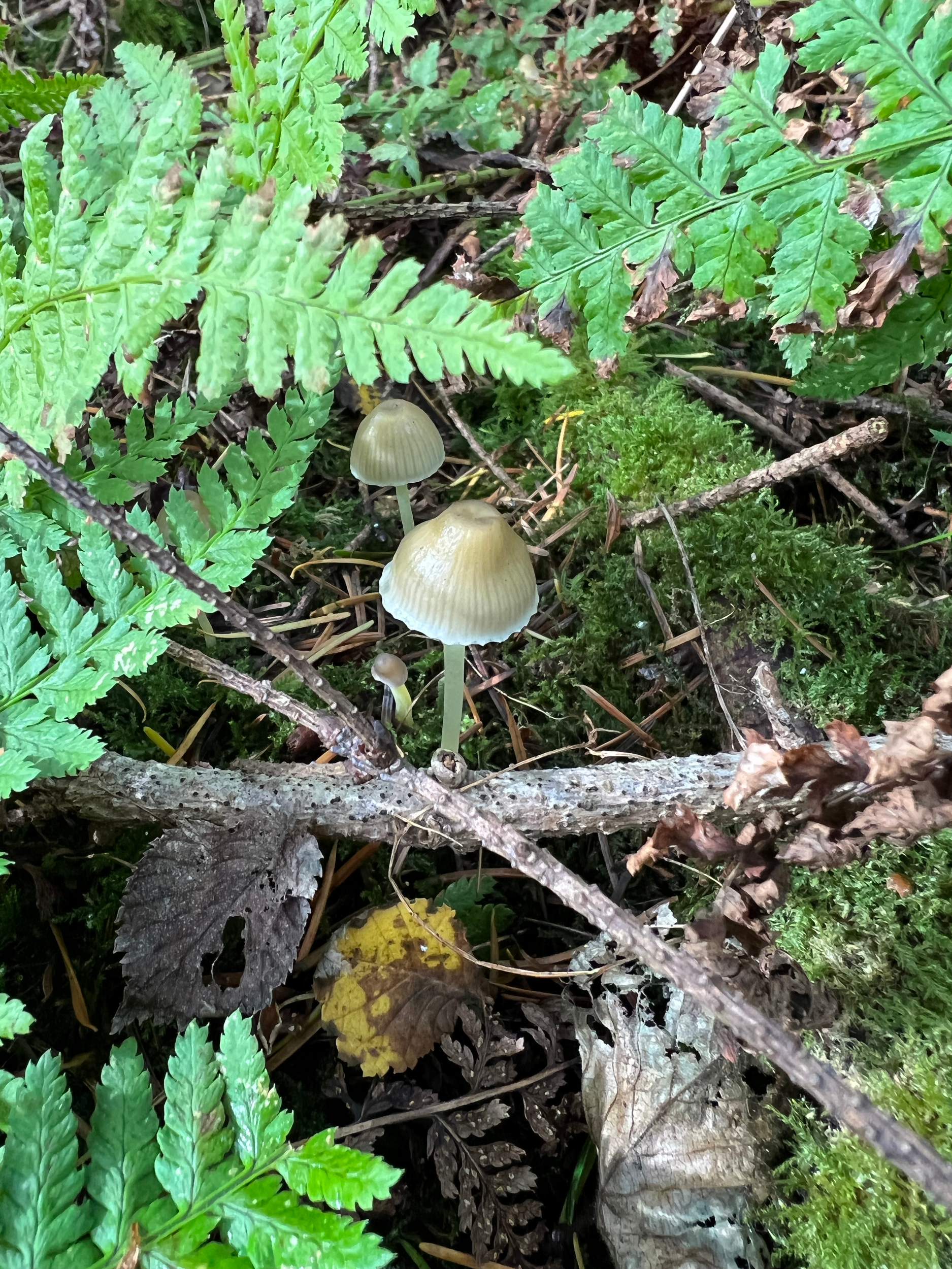 Mushrooms growing among green ferns, moss, and fallen leaves on a forest floor.