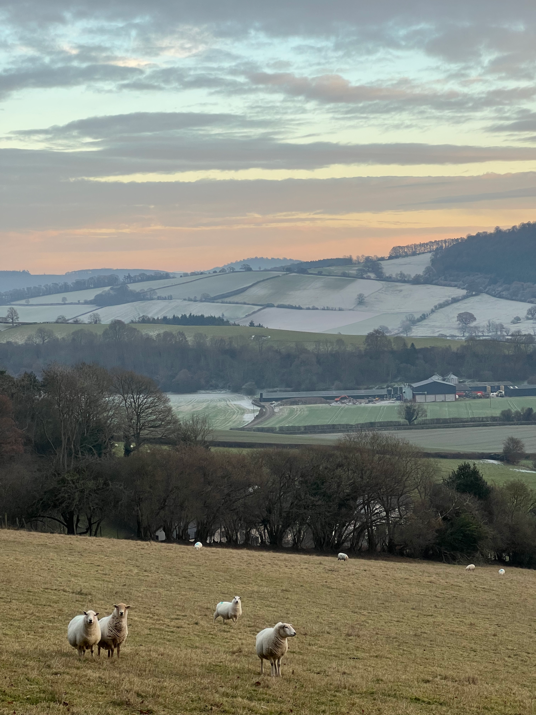 A landscape of rolling hills with patches of snow, scattered trees, and a flock of sheep grazing in the foreground, under a cloudy sky at sunset.