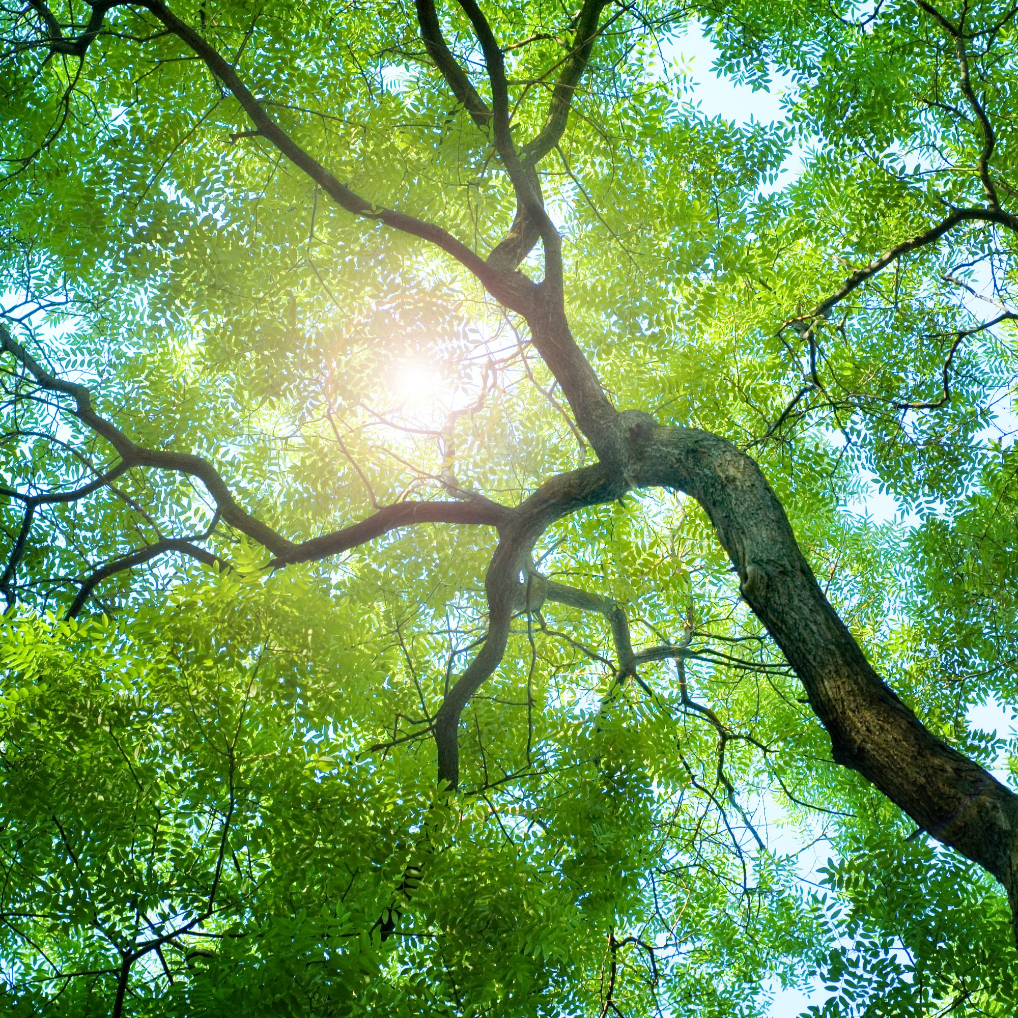 Webinar - Carbon Credits explained: with UHY Hacker Young