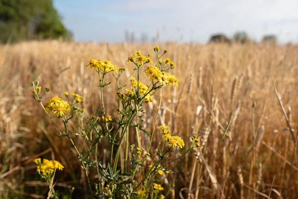 Featuring another Nature Broking ‘hero’ project - Nattergal’s Boothby Wildland