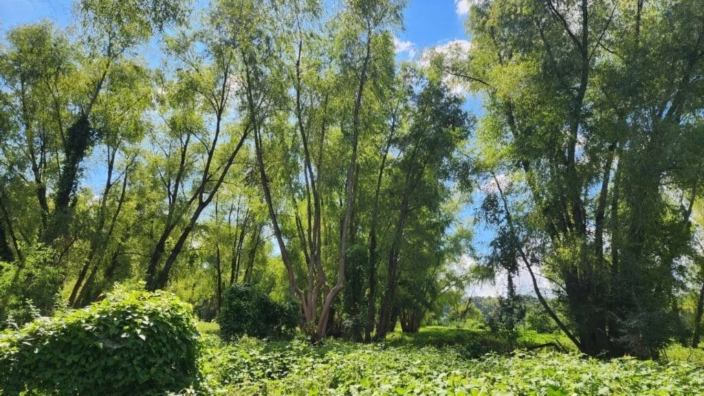 Project Spotlight: Bottomland Forests of the Lower Mississippi Valley  
