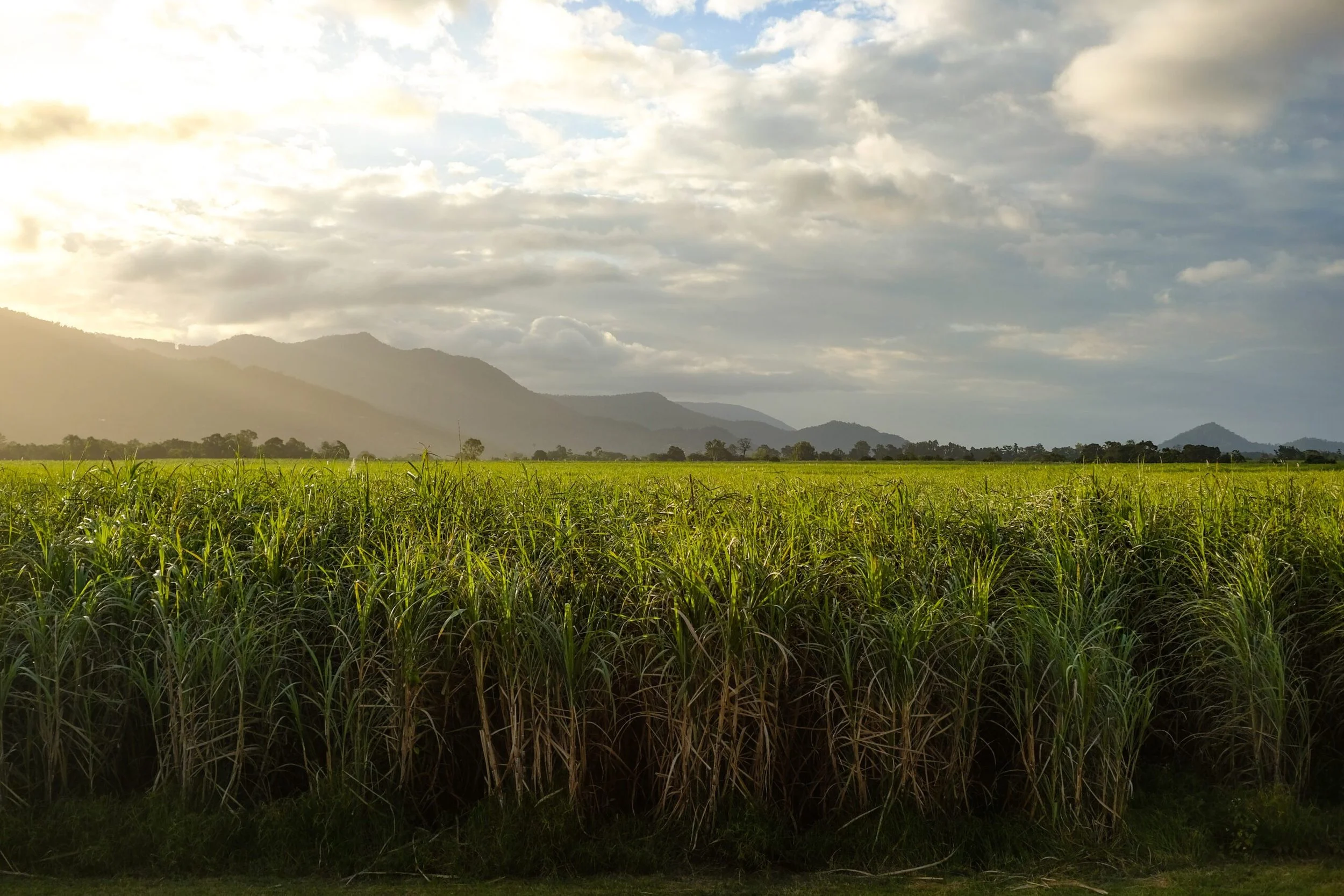 Project Spotlight: Boomitra - Unlocking Resilience through Vital Agricultural Regeneration and Adaptation (URVARA)&nbsp;&nbsp;