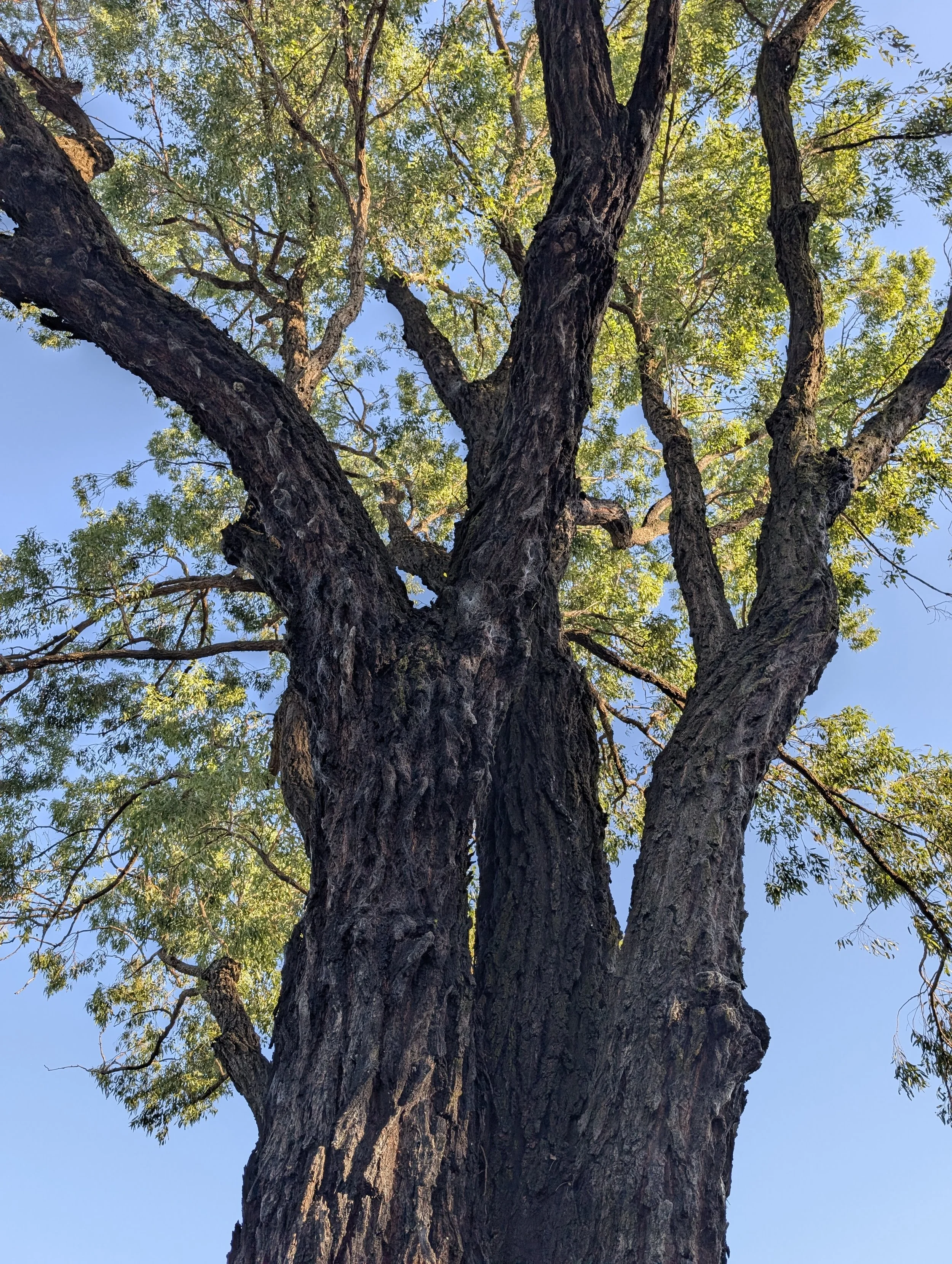 Tree ID: 865 (Pre-European Settlement)