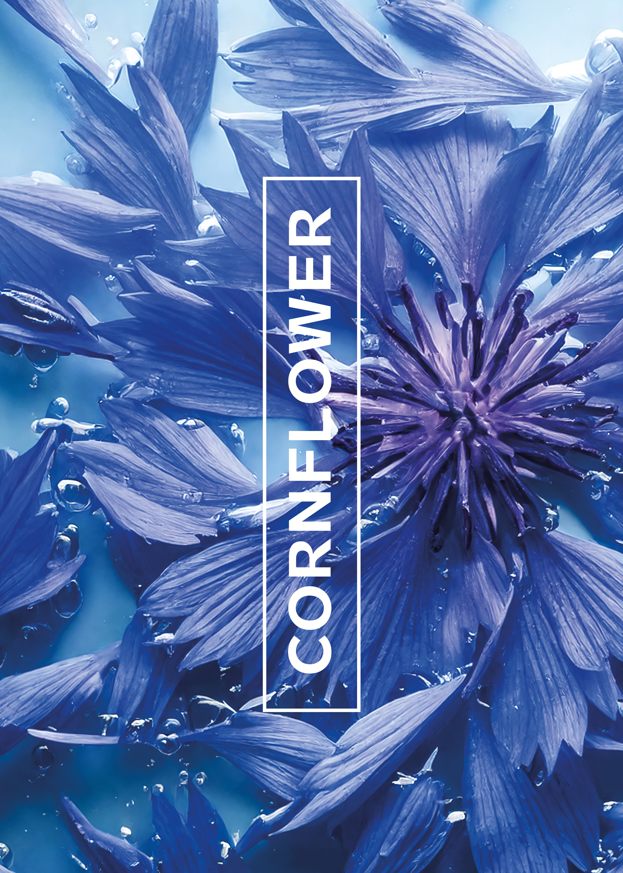 Ingredients-A3-cornflower.png