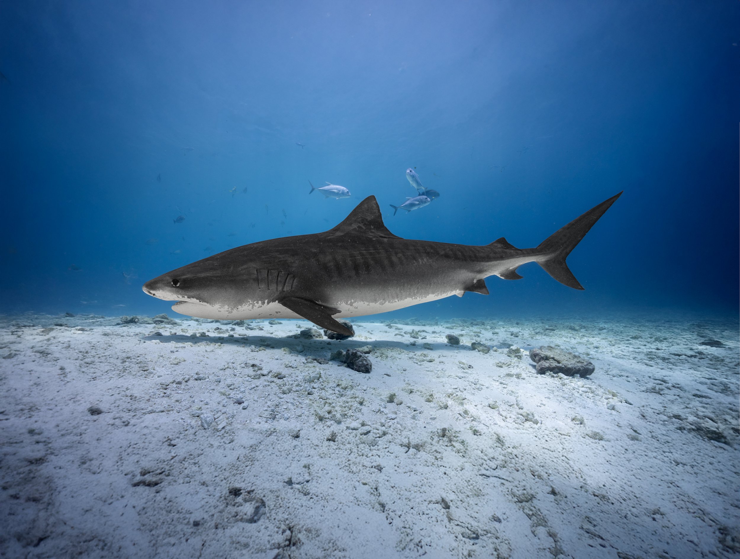 shark 1-2.jpg