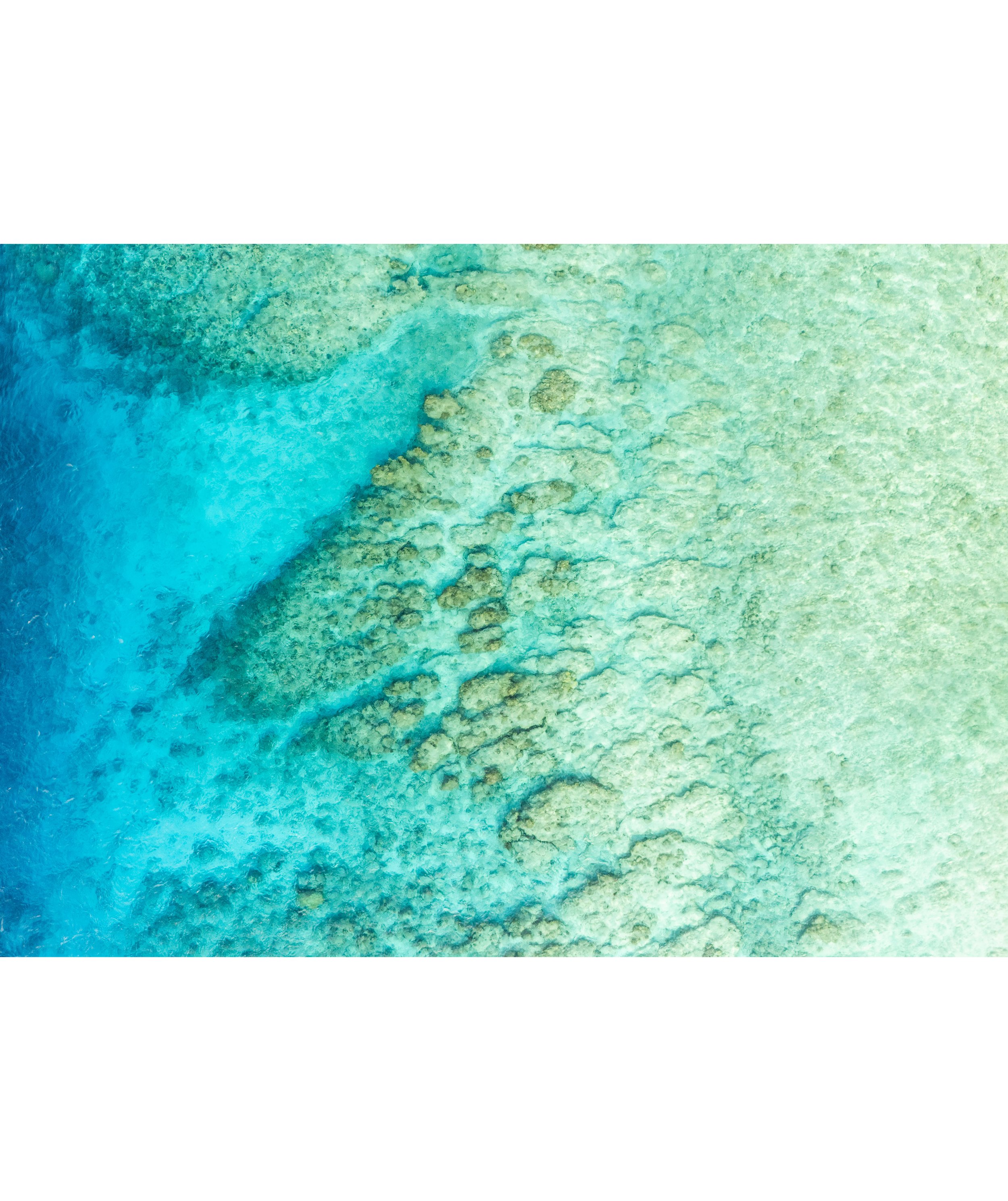 Reef.jpg