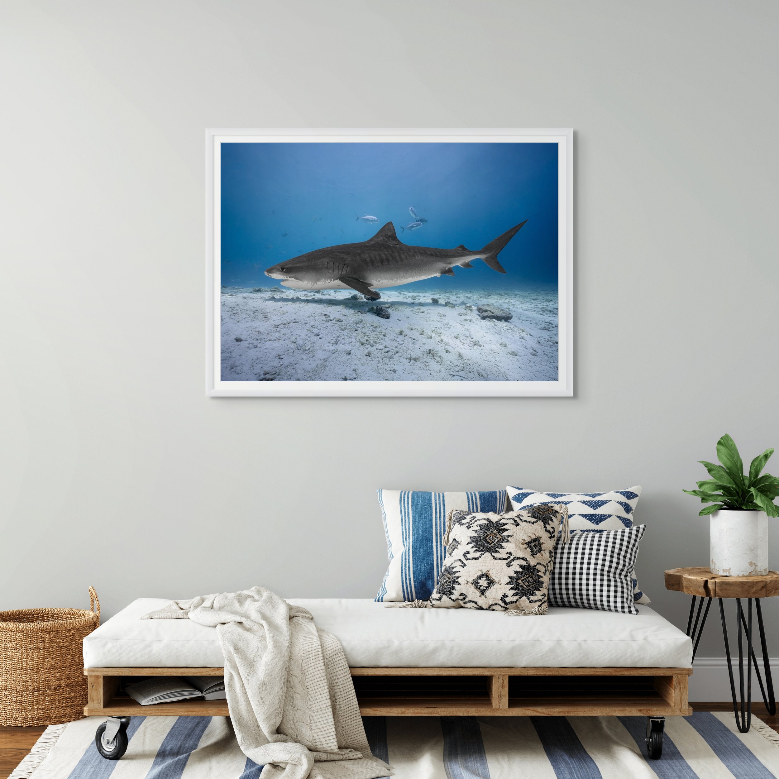 shark cpmplete a3.jpg
