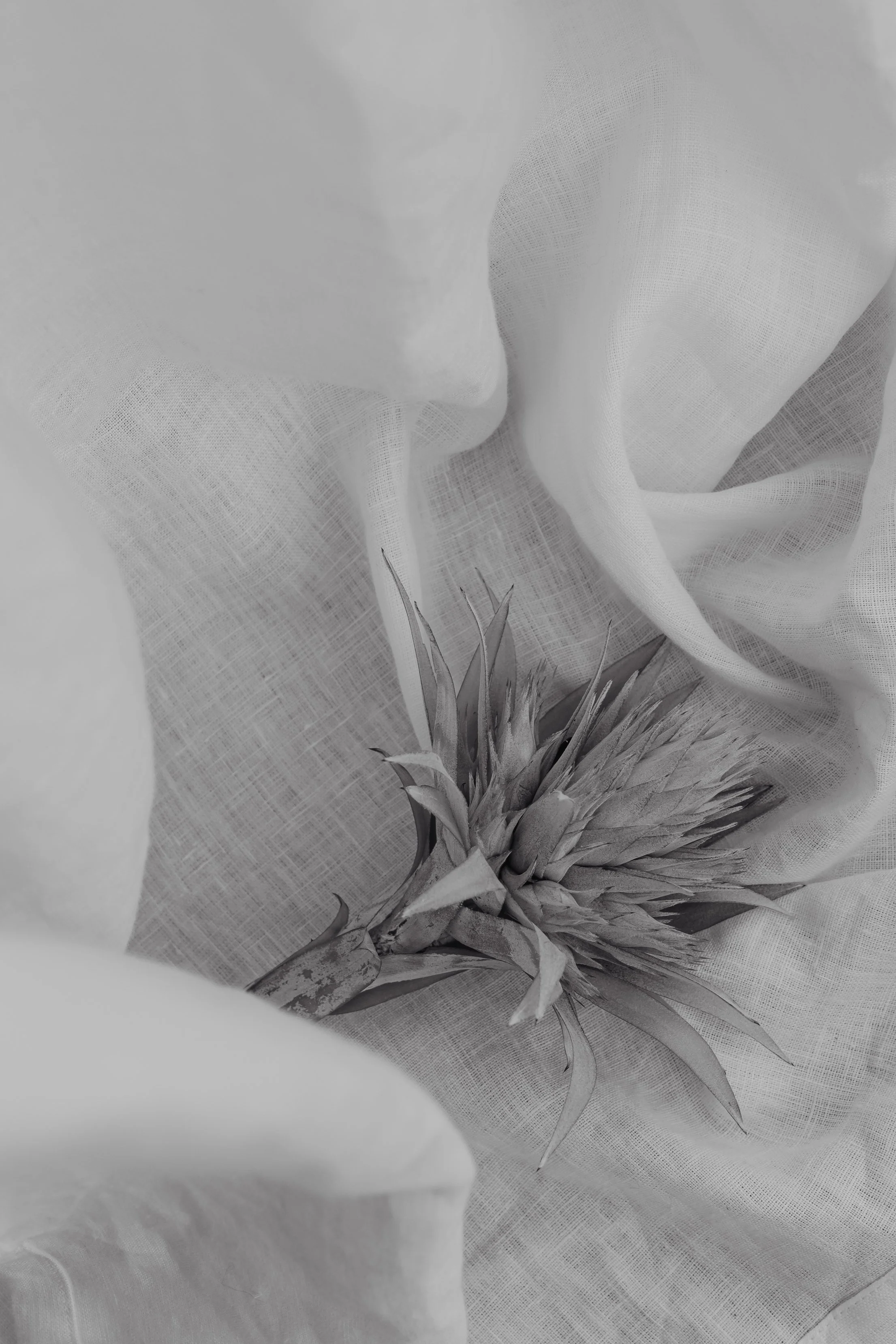 A dried flower placed on flowing white fabric, photographed in black and white.
