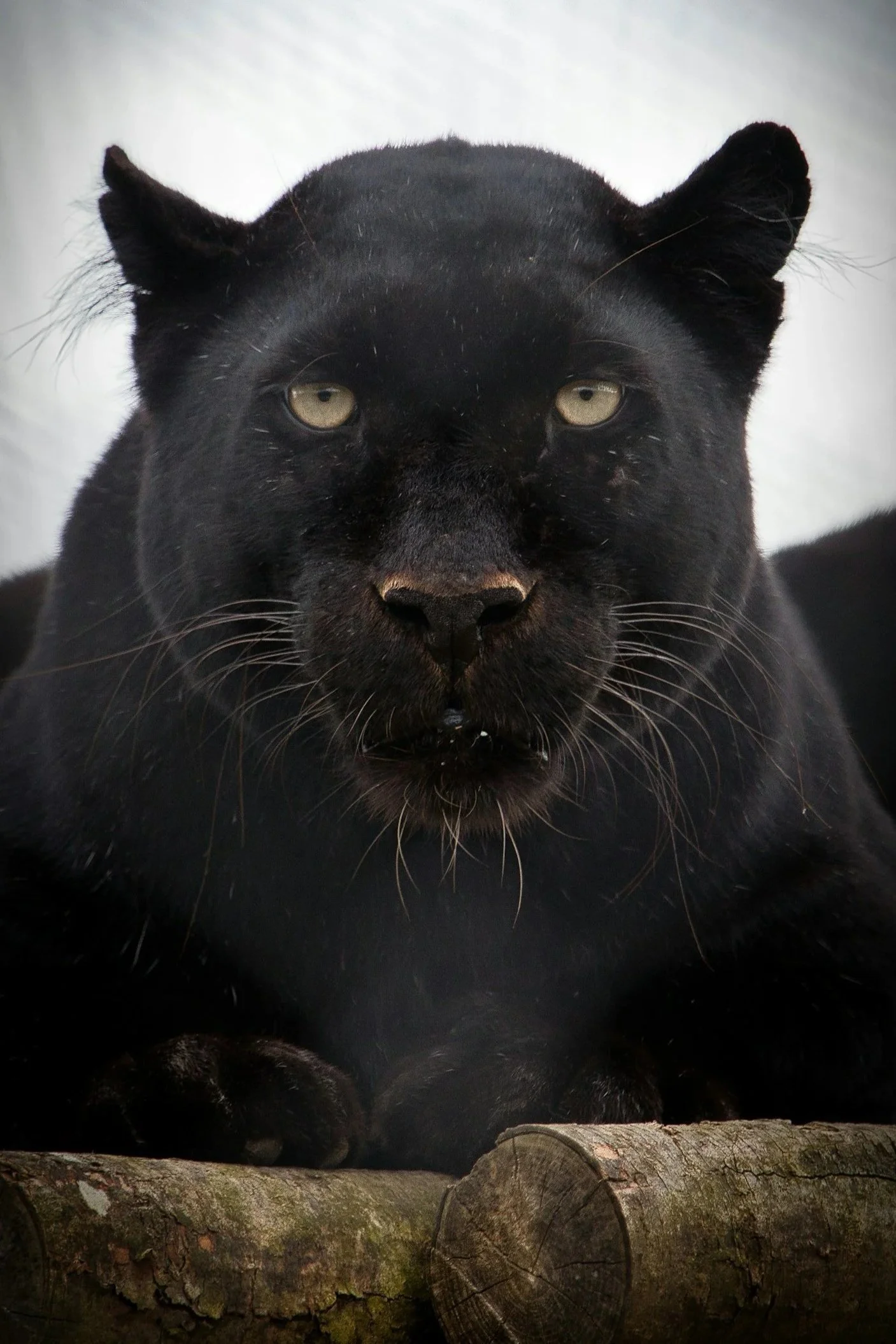 Discover your power animal