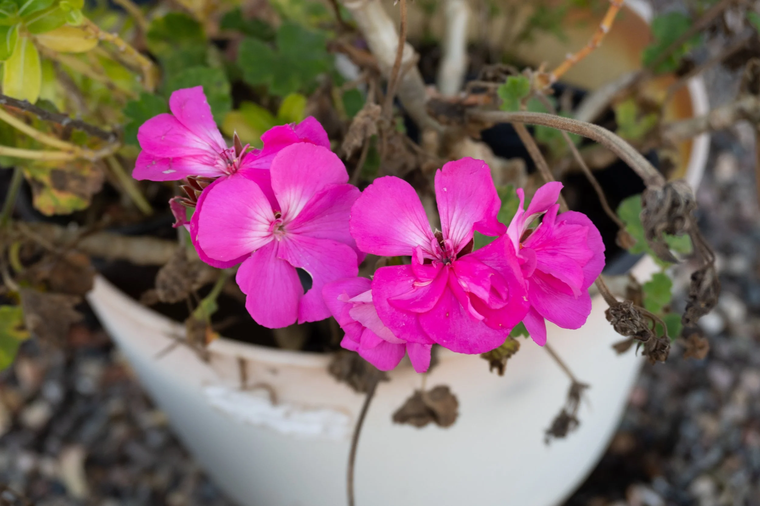 2026_pink_flowers_grandmas_garden_web.jpg