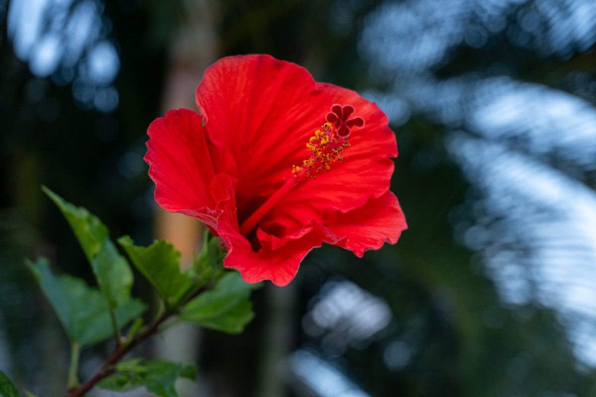 JP-1010_H_red-hibiscus-flower-hawaii-tropical-garden_preview.jpg