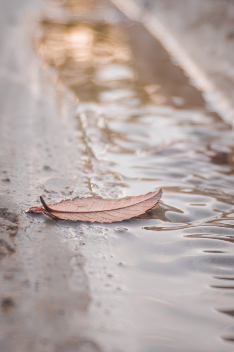 JP-1035_H_leaf_golden_glow_water_preview.jpg