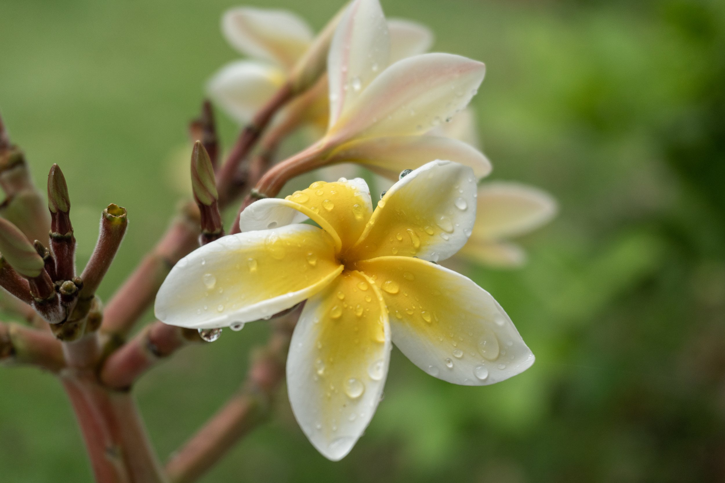 JP_1500_raindrops_on_yellow_White_plumeria_preview.jpg