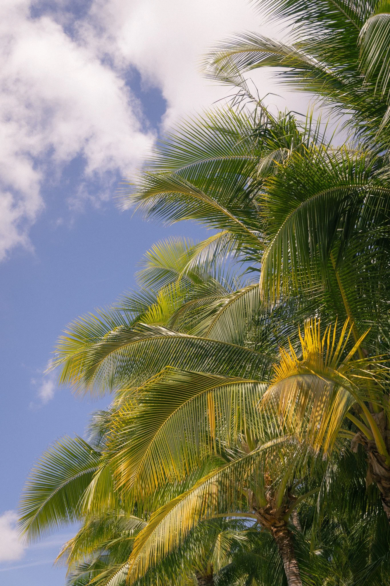 JaxPreciado_IslandLightPalms_Web_2048px_sRGB.jpg.jpg