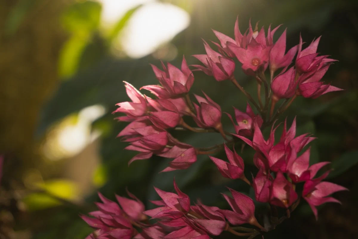 JP-1016_H_pink-ixora-flower-cluster-tropical-garden-hawaii_preview.jpg