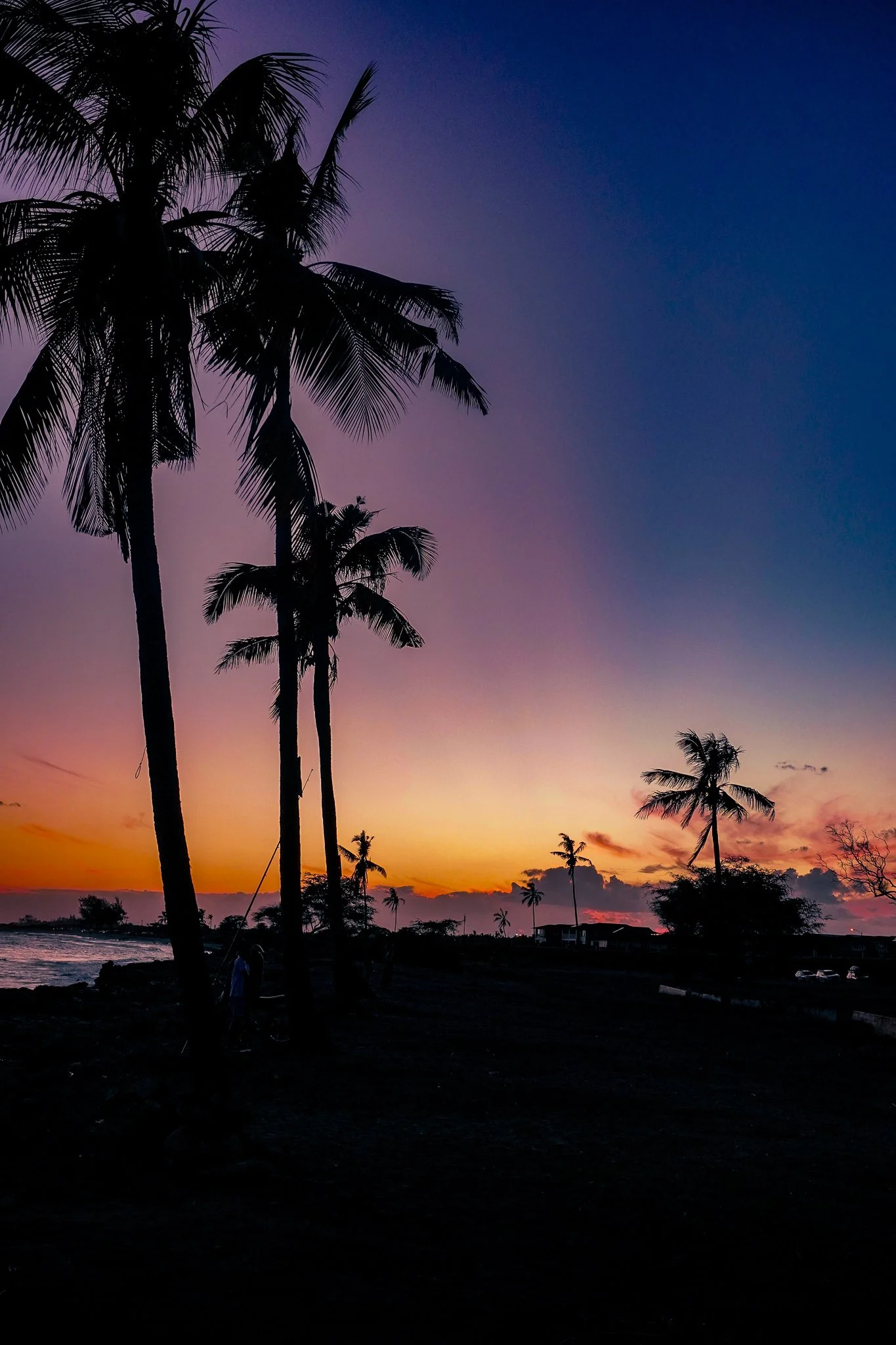 JaxPreciado_BlueOrangeCreamSunsetPalms_Web_2048px_sRGB.jpg.jpg