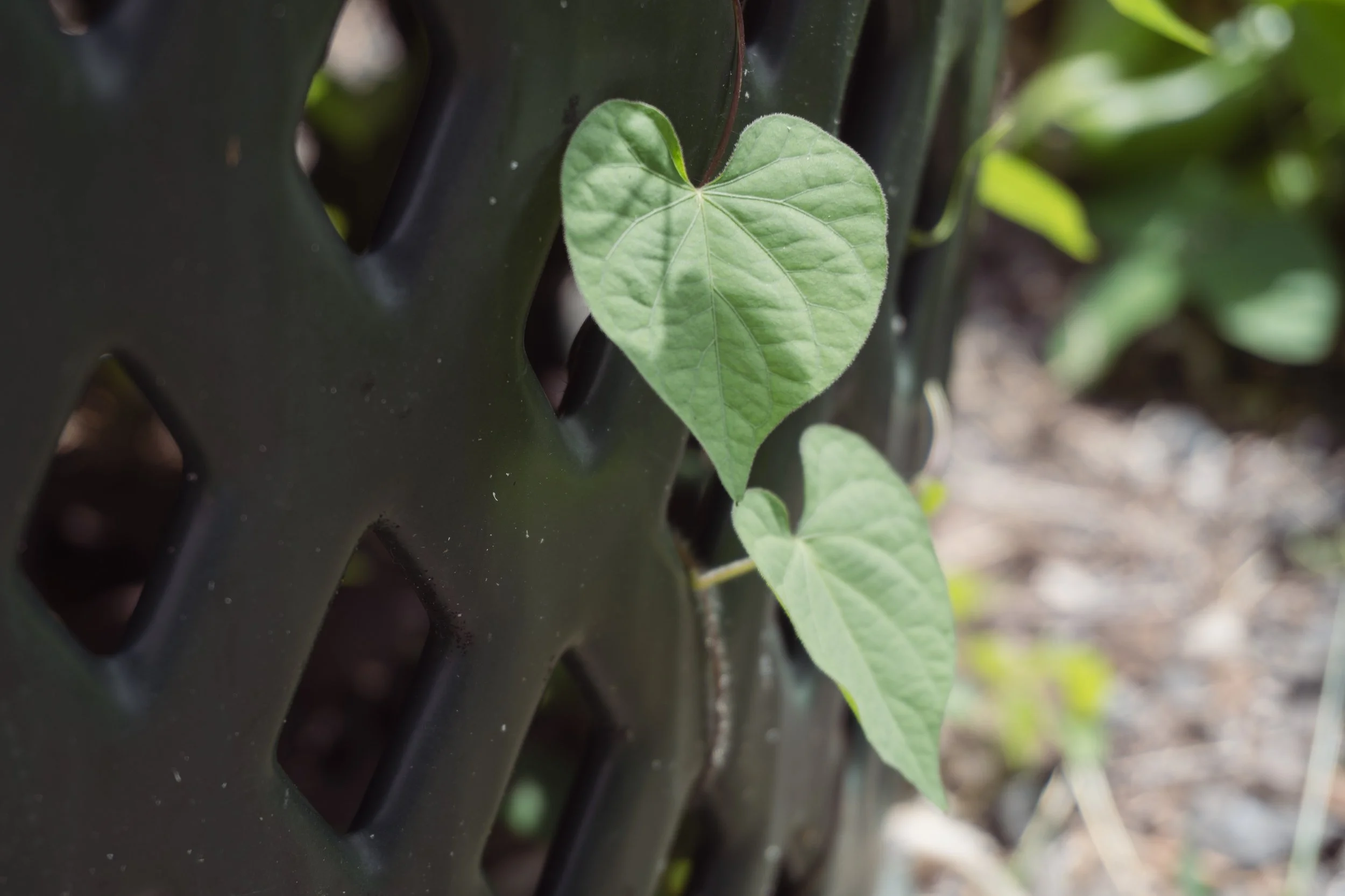 2026_heart_leaf_green_found_joy_web.jpg