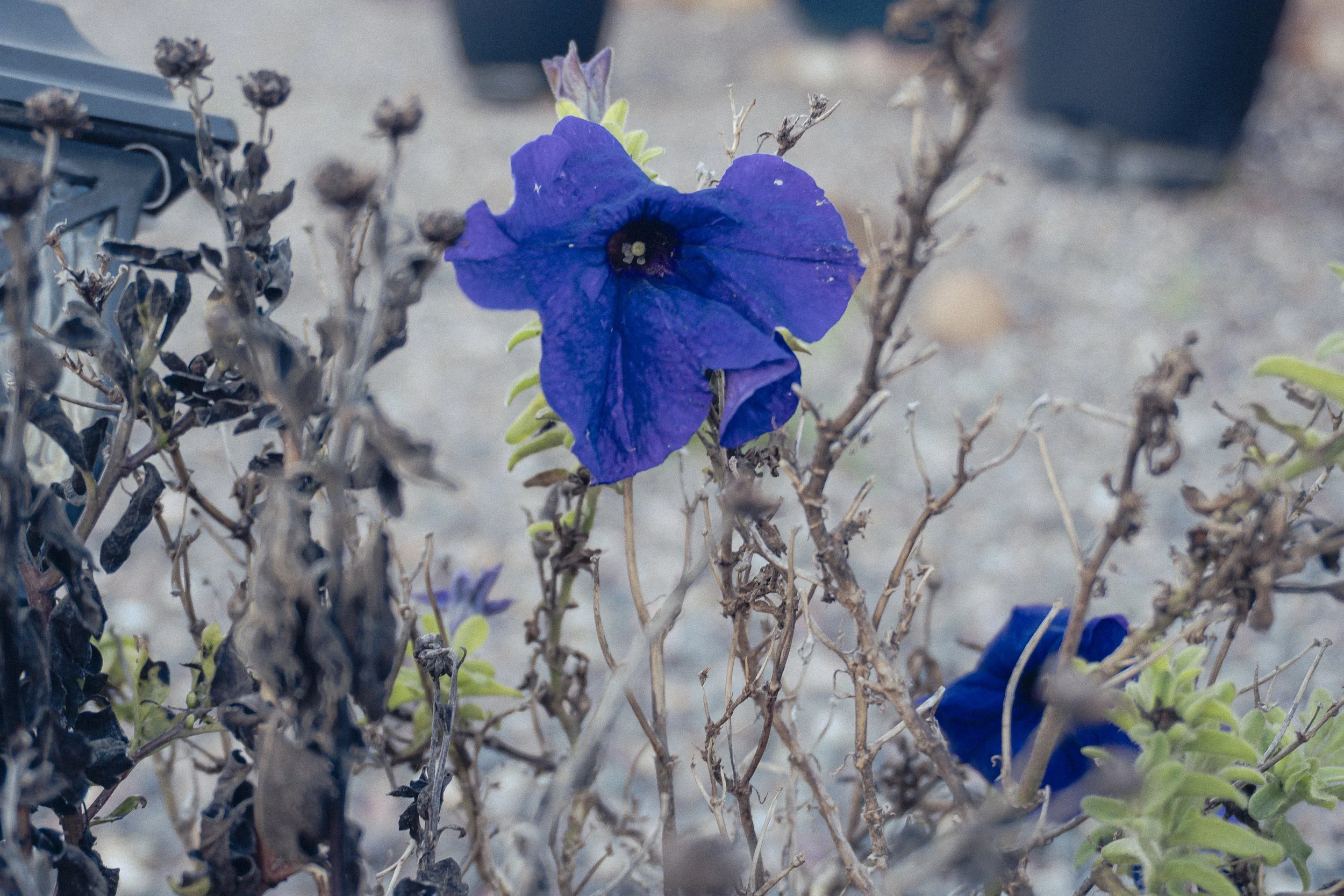 2026_SanDiego_GARDEN_ROSES_PrintMatte_300ppi_AdobeRGB-15.jpg