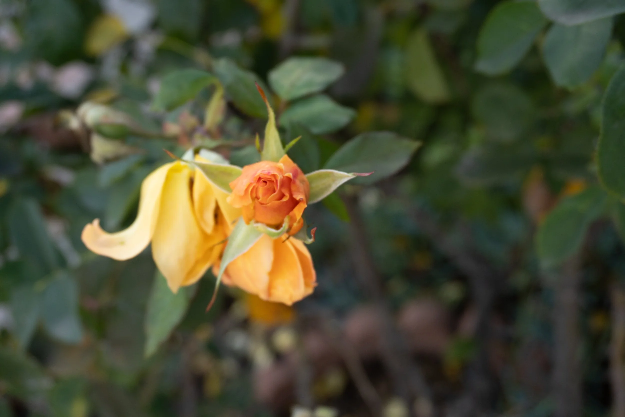 2026_rose_orange_grandmas_garden.jpg