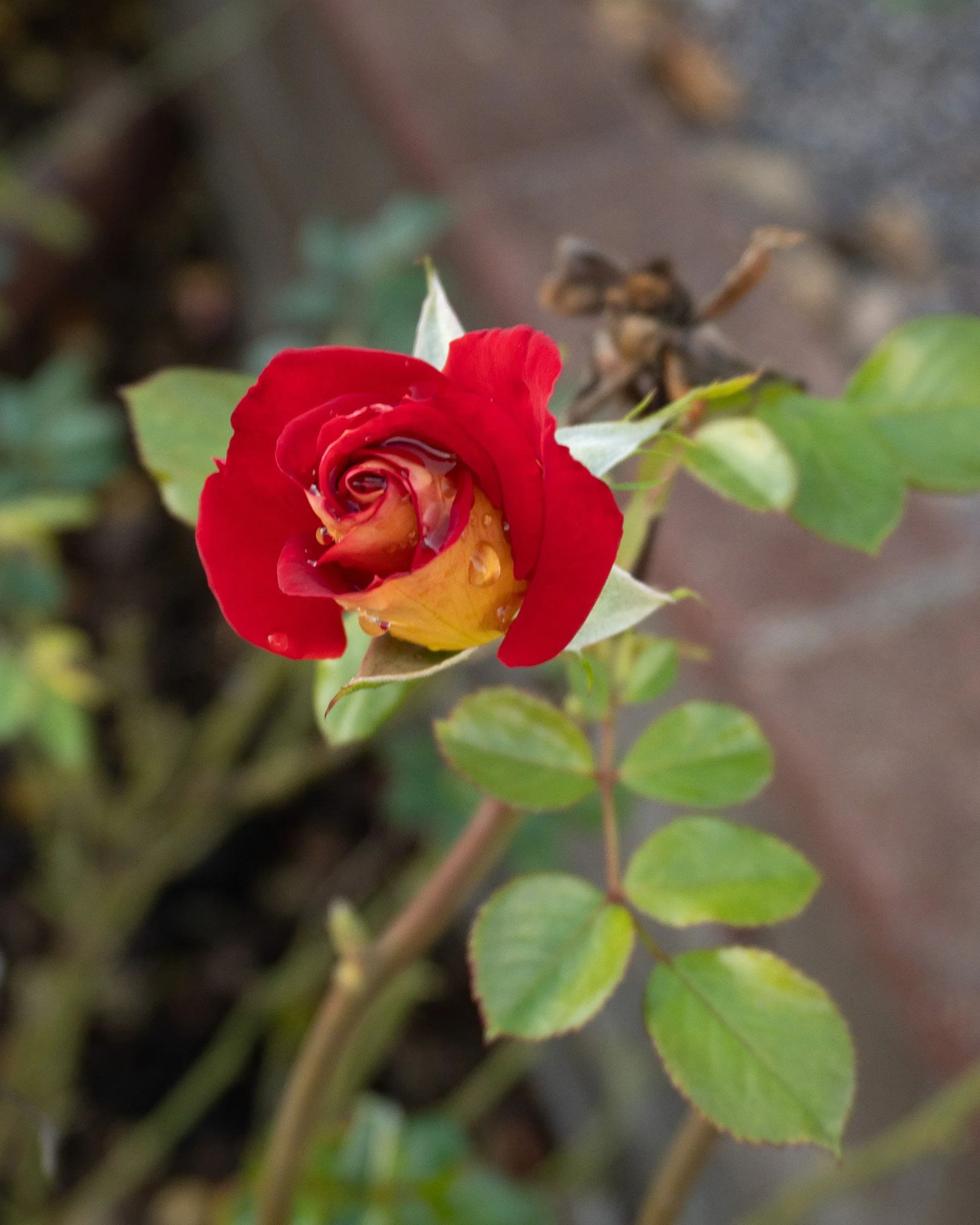 2026_rose_red_grandmas_garden_web.jpg