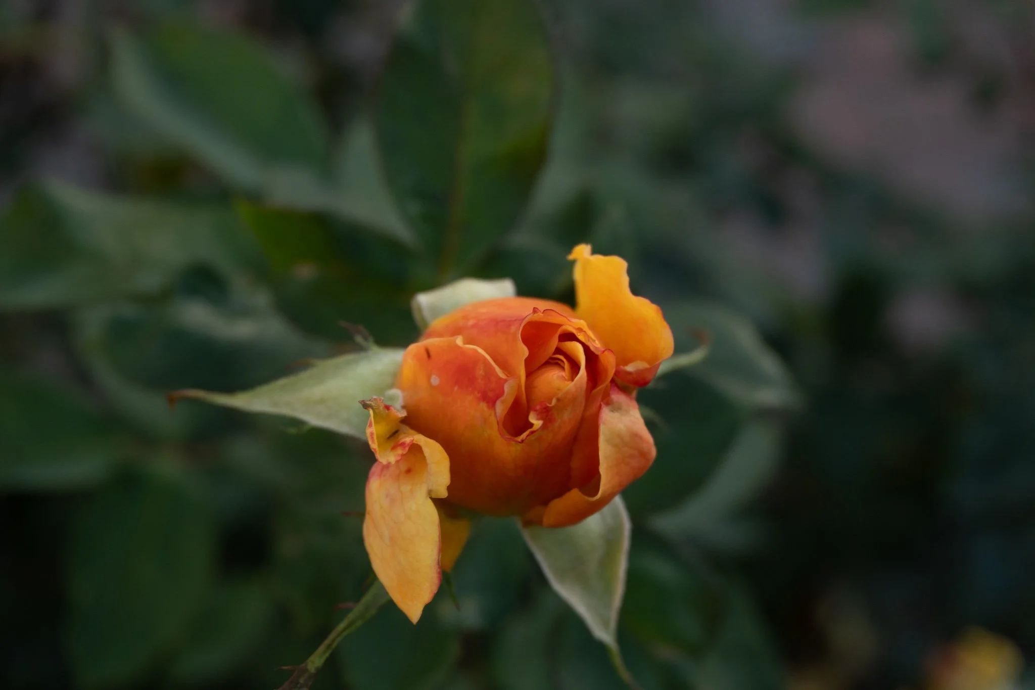 JaxPreciado_SanDiegoRoseStudy_PrintMatte_300ppi_AdobeRGB_Web_2048px_sRGB-4.jpg