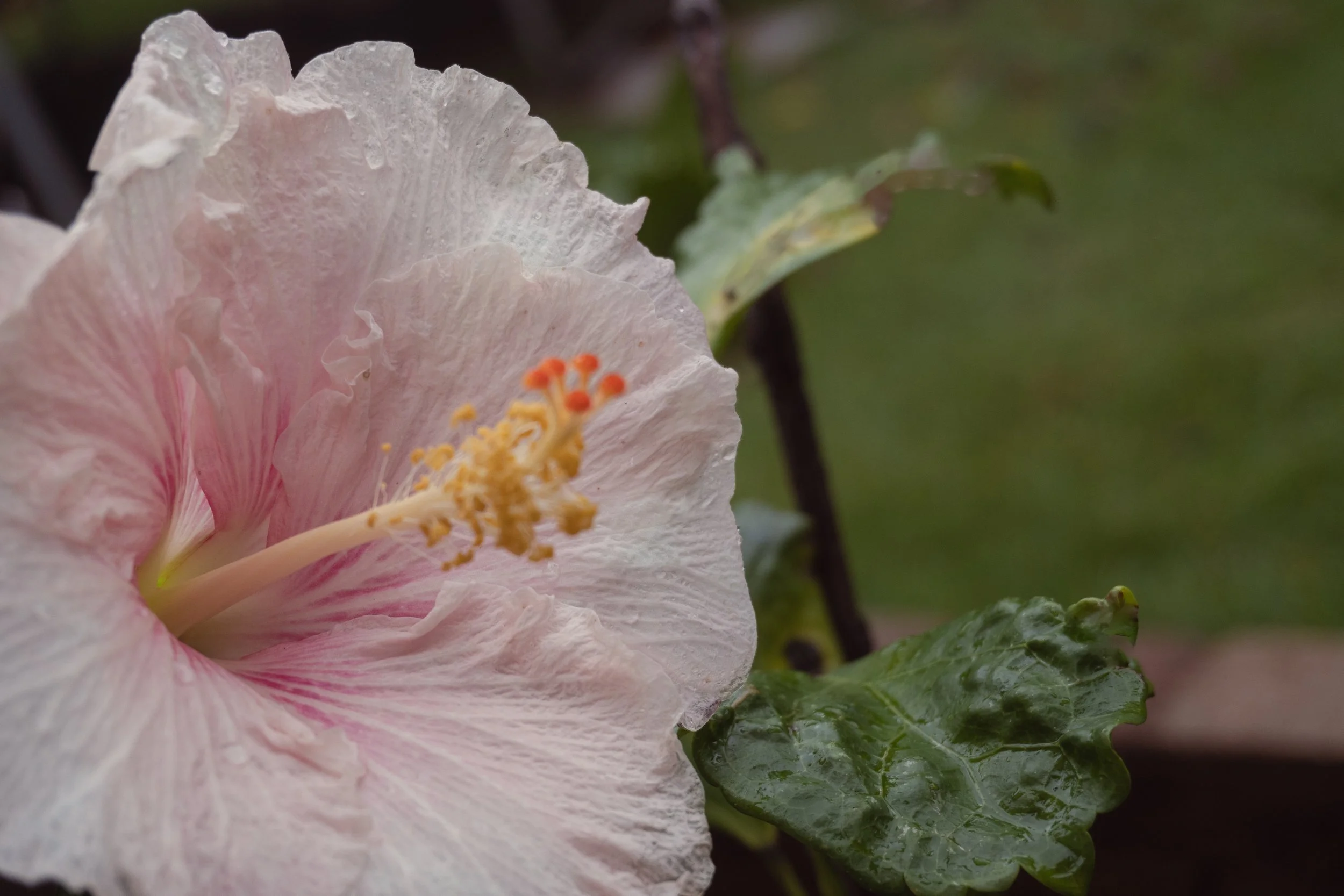 2026_hibiscus_paper_moon_after_the_rain_web.jpg
